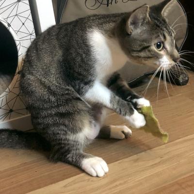 Billie & Jodie, a Adoptable Domestic Short Hair in Mississauga, ON image 2/6