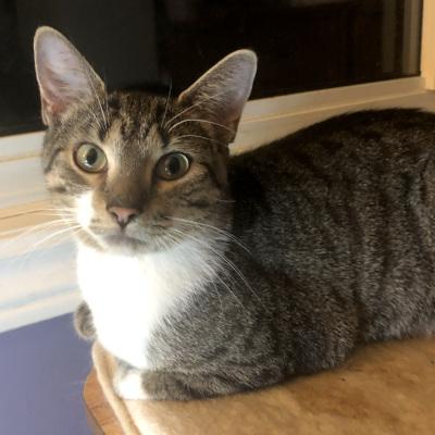 Billie & Jodie, a Adoptable Domestic Short Hair in Mississauga, ON image 4/6