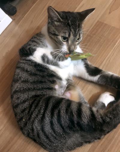 Billie & Jodie, a Adoptable Domestic Short Hair in Mississauga, ON image 5/6