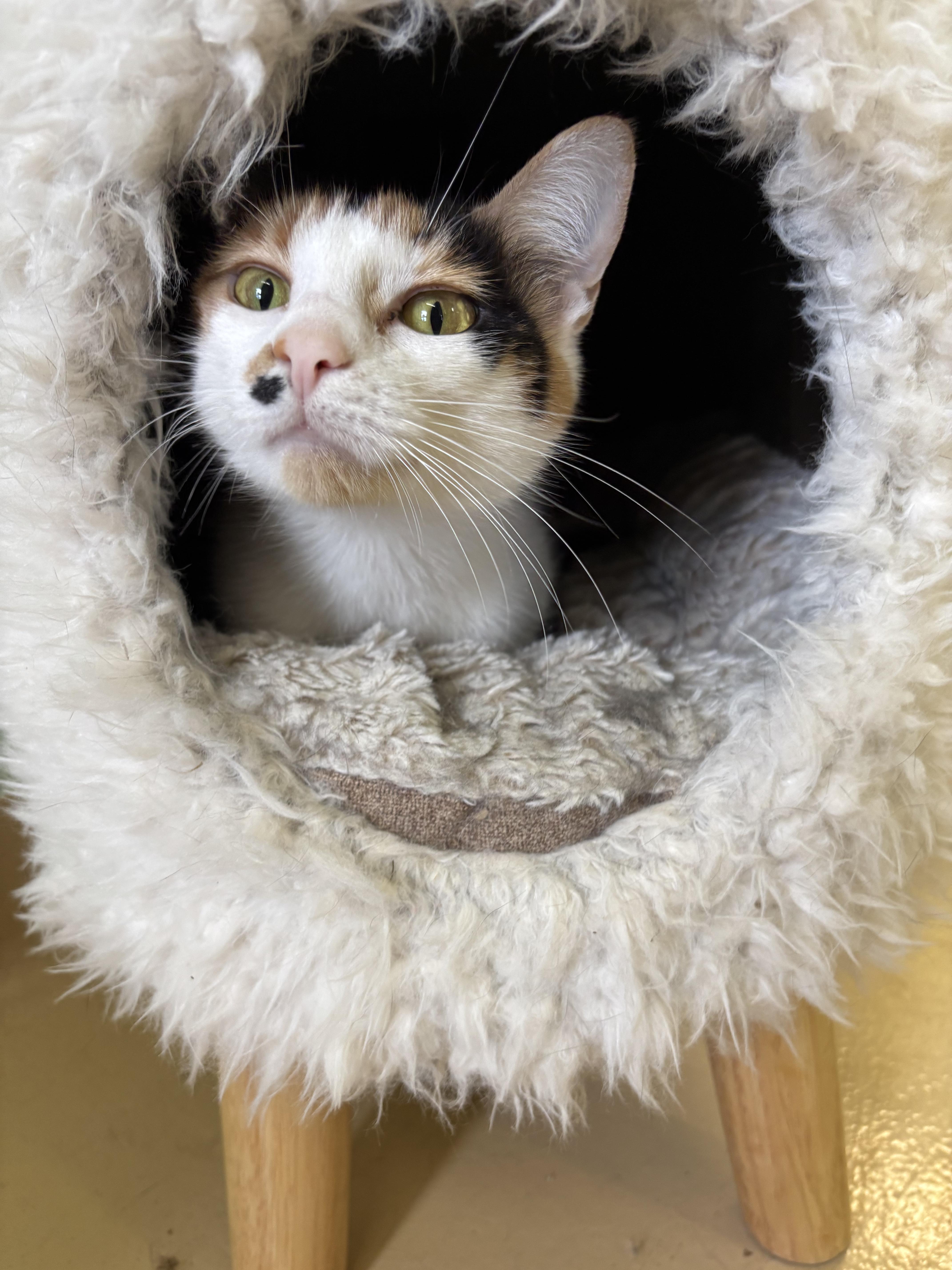 Enlarge Heidi, a Adoptable Domestic Short Hair in Franklin, IN image 1/1