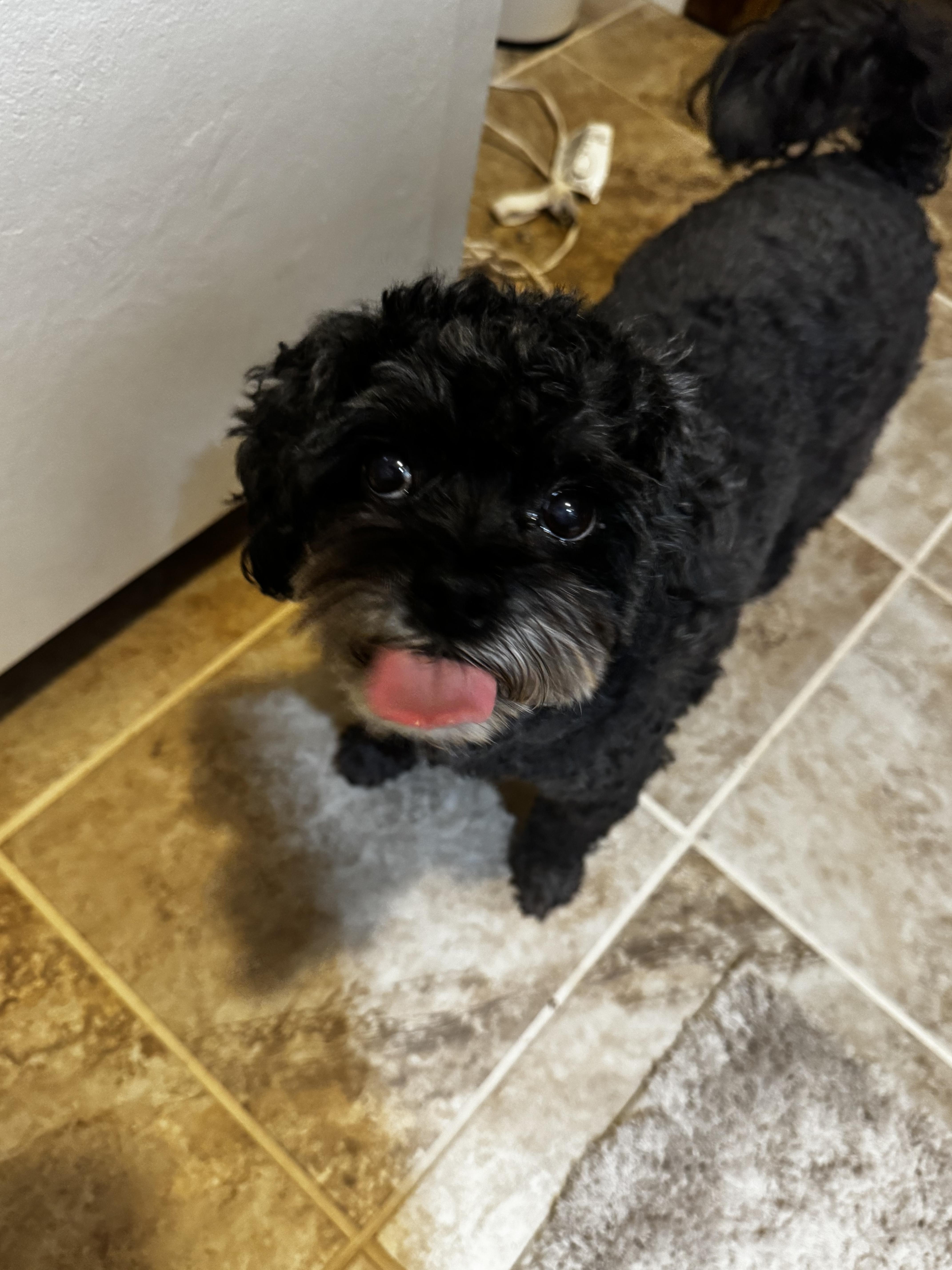Pepper, Adoptable, Senior Male Morkie.