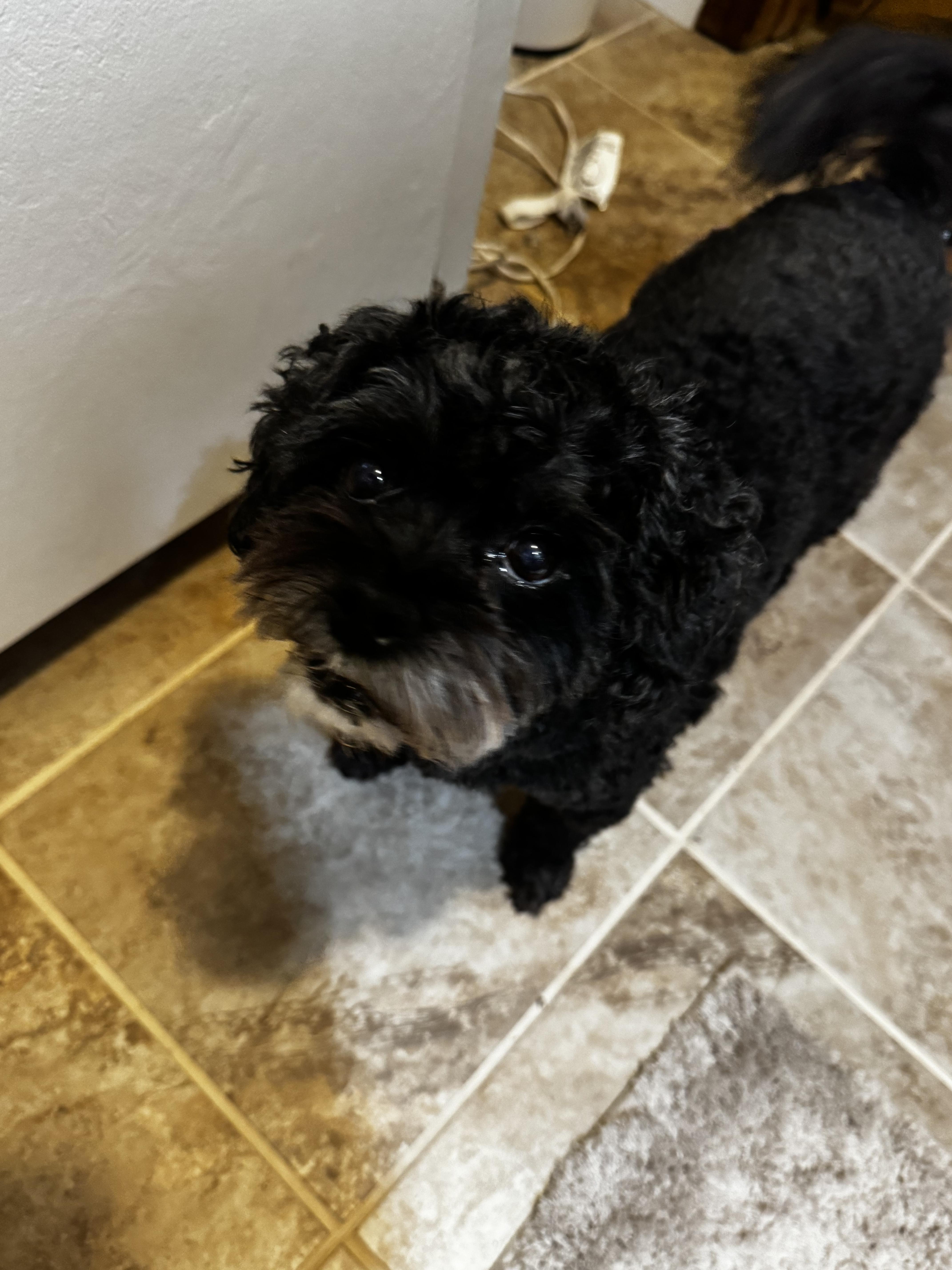 Enlarge Pepper, a Adoptable Morkie in Foxworth, MS image 2/2