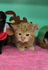 TURKEY - FFPR, Adoptable, Kitten Male Domestic Short Hair.