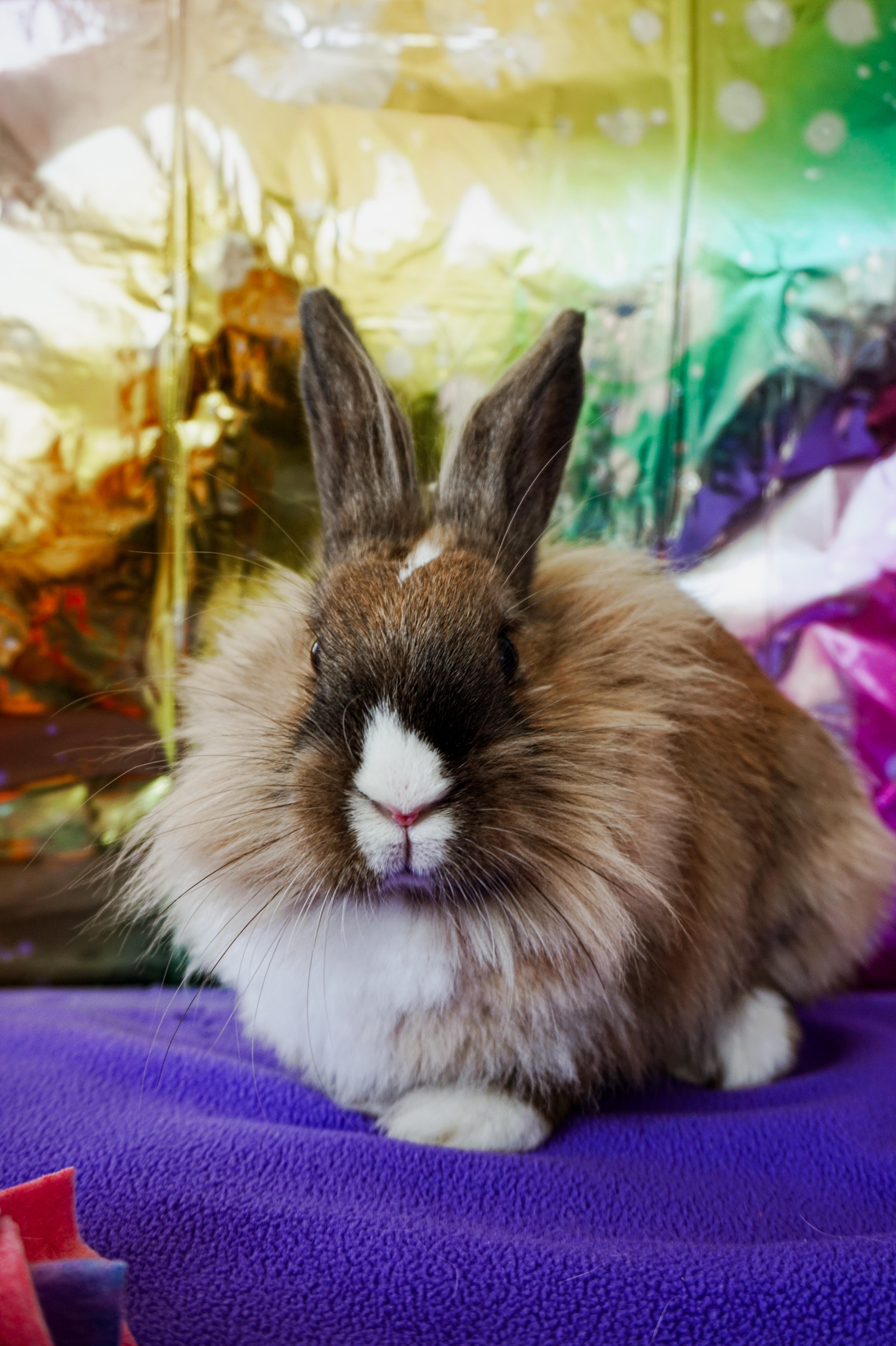 Enlarge Thumper, a ADOPTABLE Lionhead in Long Beach, CA image 2/6