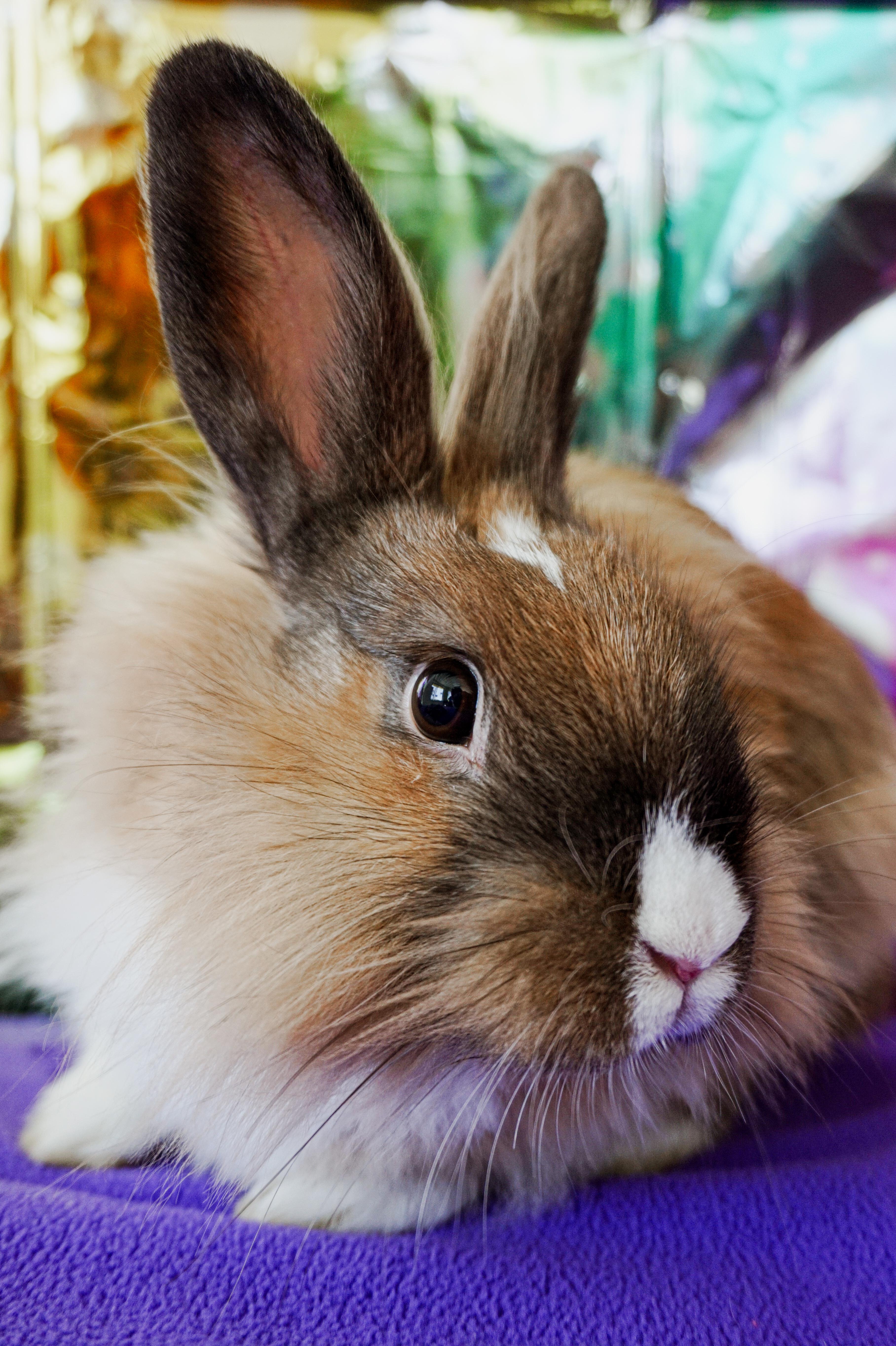 Thumper, ADOPTABLE, Young Male Lionhead.