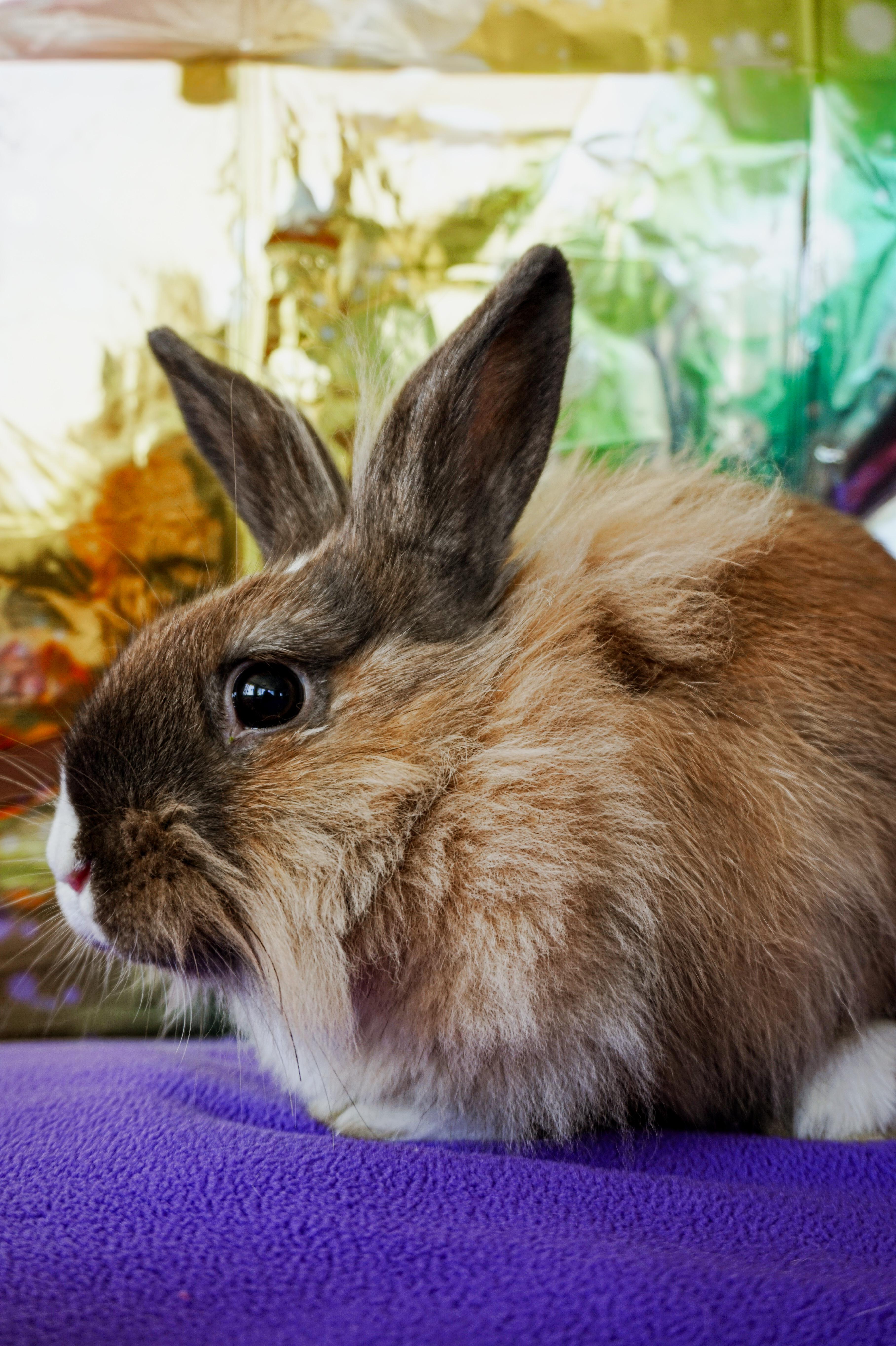 Enlarge Thumper, a ADOPTABLE Lionhead in Long Beach, CA image 4/6
