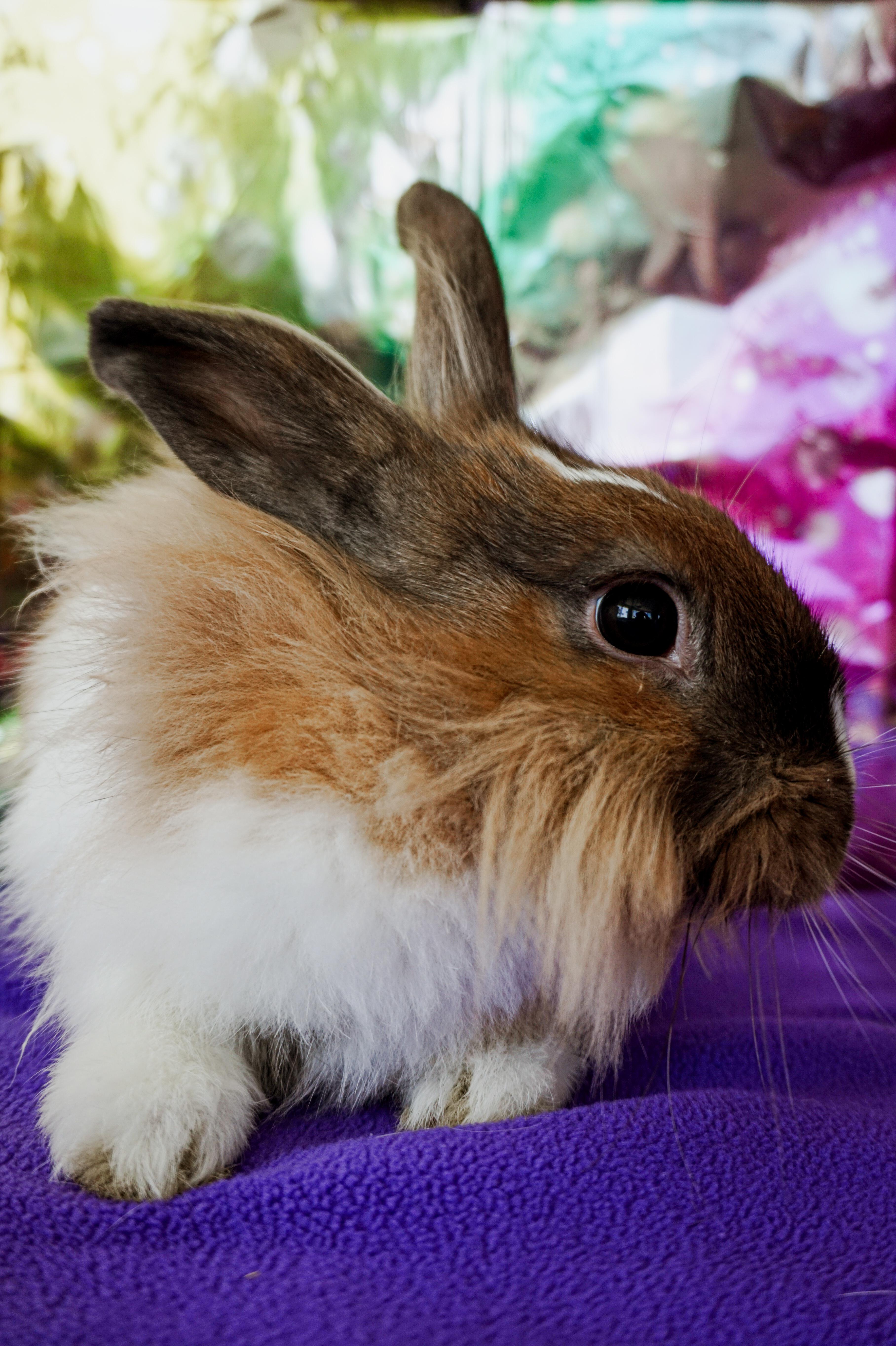 Enlarge Thumper, a ADOPTABLE Lionhead in Long Beach, CA image 3/6