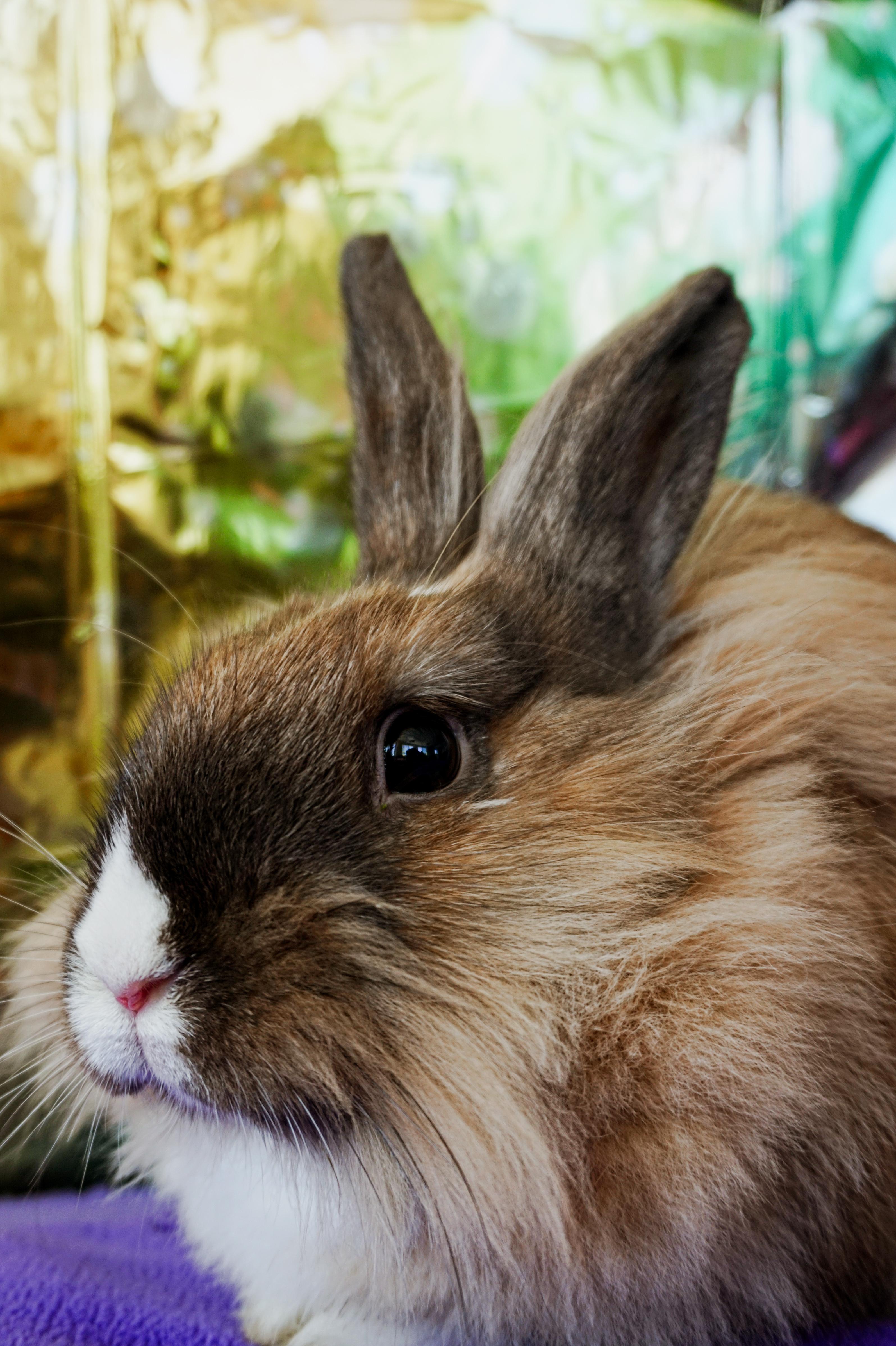 Enlarge Thumper, a ADOPTABLE Lionhead in Long Beach, CA image 6/6