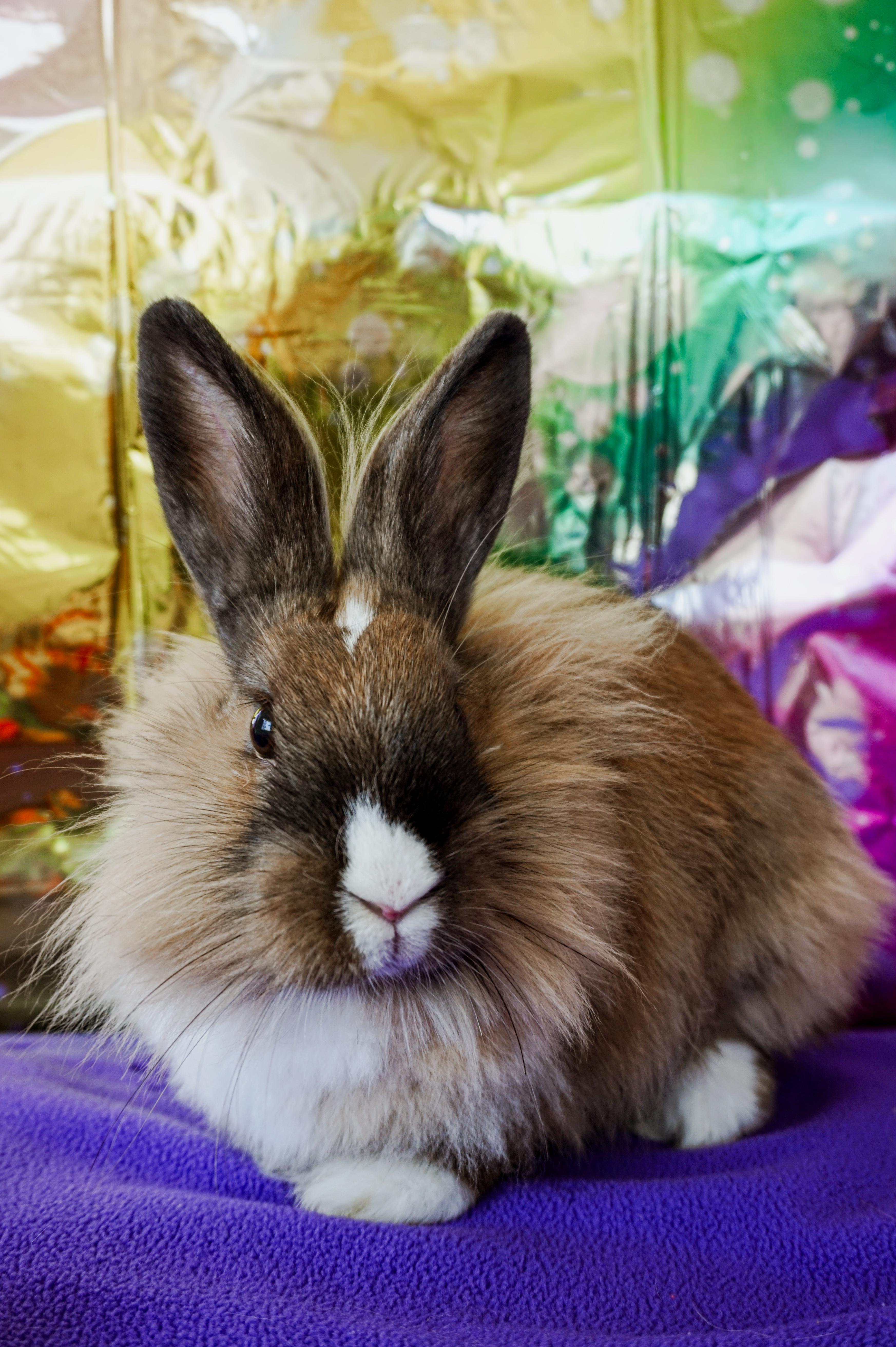 Enlarge Thumper, a ADOPTABLE Lionhead in Long Beach, CA image 5/6