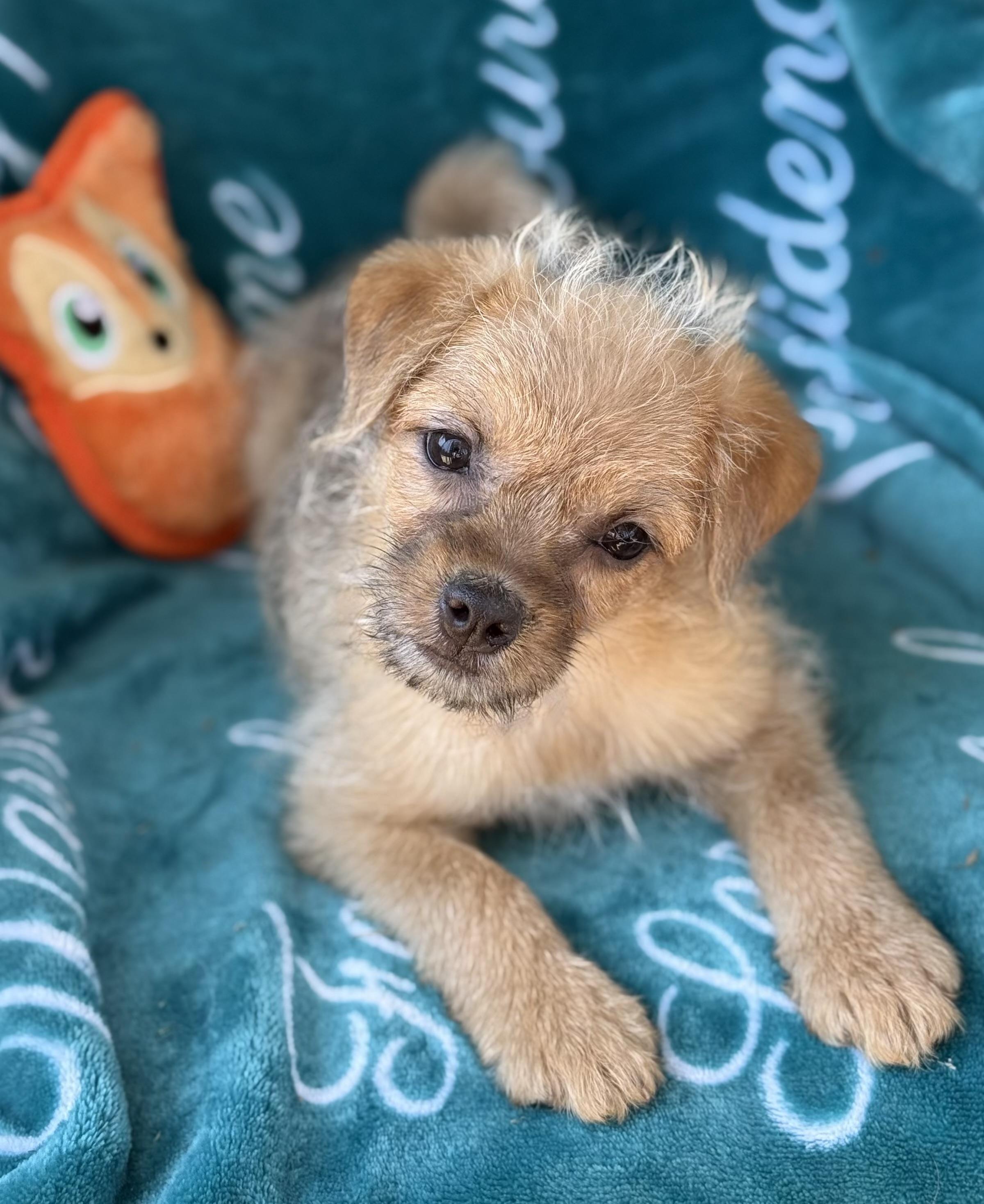 Bonnie, a ADOPTABLE mixed breed in Corona Del Mar, CA image 1/2