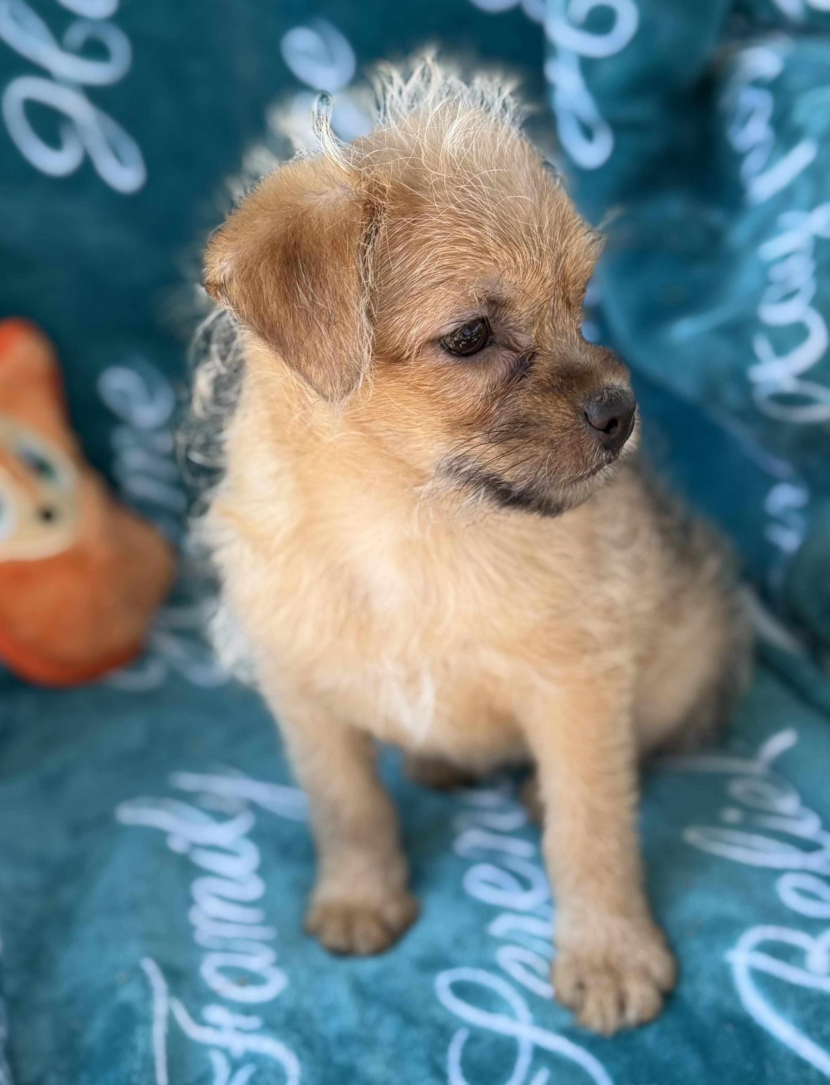 Bonnie, a ADOPTABLE mixed breed in Corona Del Mar, CA image 2/2