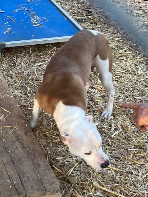 Enlarge Rhoda, a ADOPTABLE American Staffordshire Terrier in Cairo, GA image 2/2