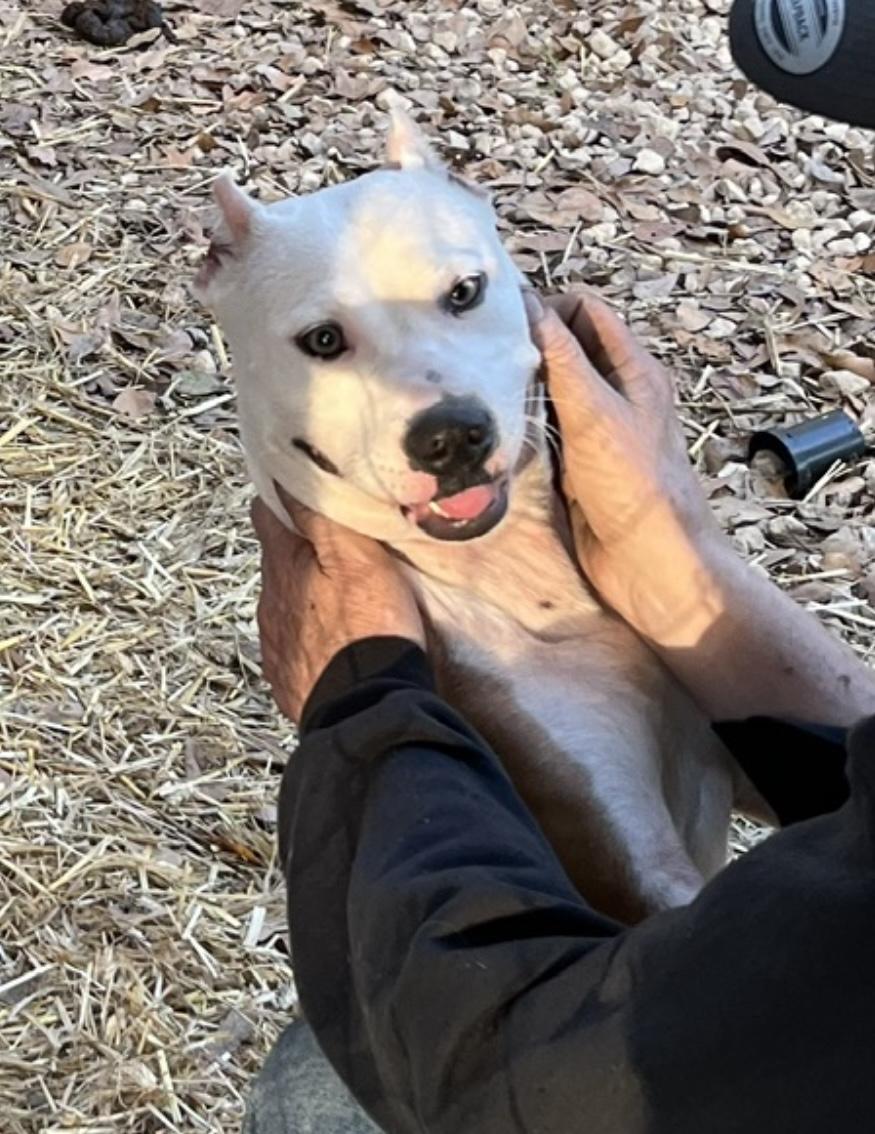 Enlarge Rhoda, a ADOPTABLE American Staffordshire Terrier in Cairo, GA image 1/2
