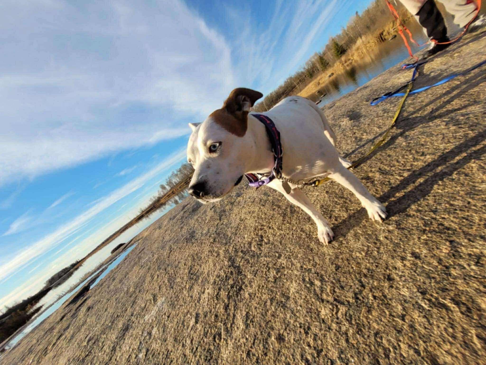 AURORA, an adoptable Australian Cattle Dog / Blue Heeler in St Francois Xavier, MB, R4L 1A2 | Photo Image 3