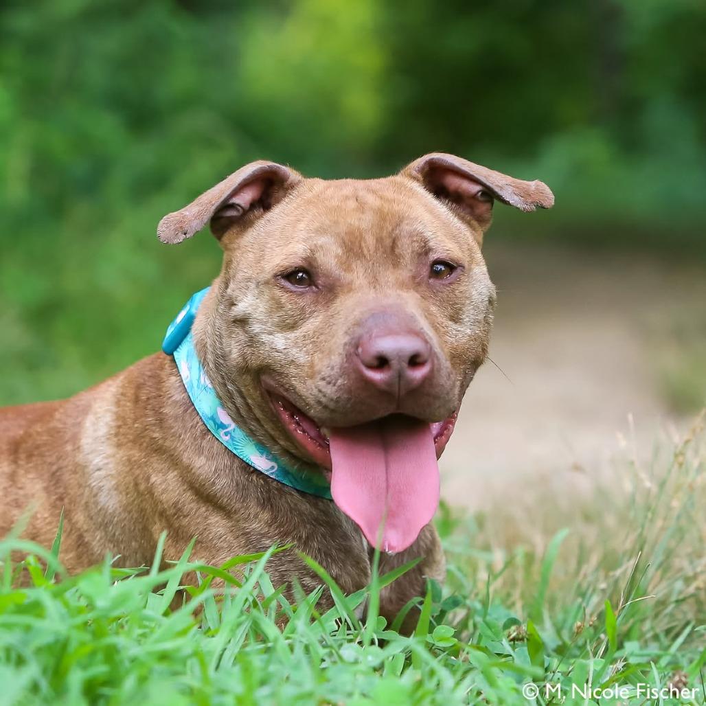 Enlarge "Viola", a Adoptable mixed breed in Perkiomenville, PA image 3/6