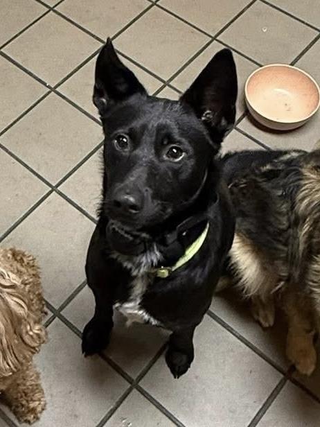 Enlarge Mowgli available at Charlie's Little Doghouse, an adopted mixed breed in PORTLAND, OR image 2/4