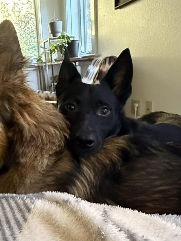 Enlarge Mowgli available at Charlie's Little Doghouse, an adopted mixed breed in PORTLAND, OR image 4/4