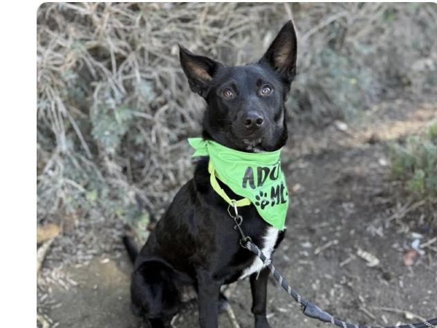 Mowgli available at Charlie's Little Doghouse, adopted, Young Male Schipperke.