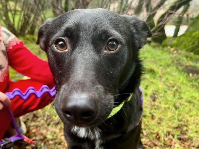 Enlarge Mowgli available at Charlie's Little Doghouse, an adopted mixed breed in PORTLAND, OR image 3/4