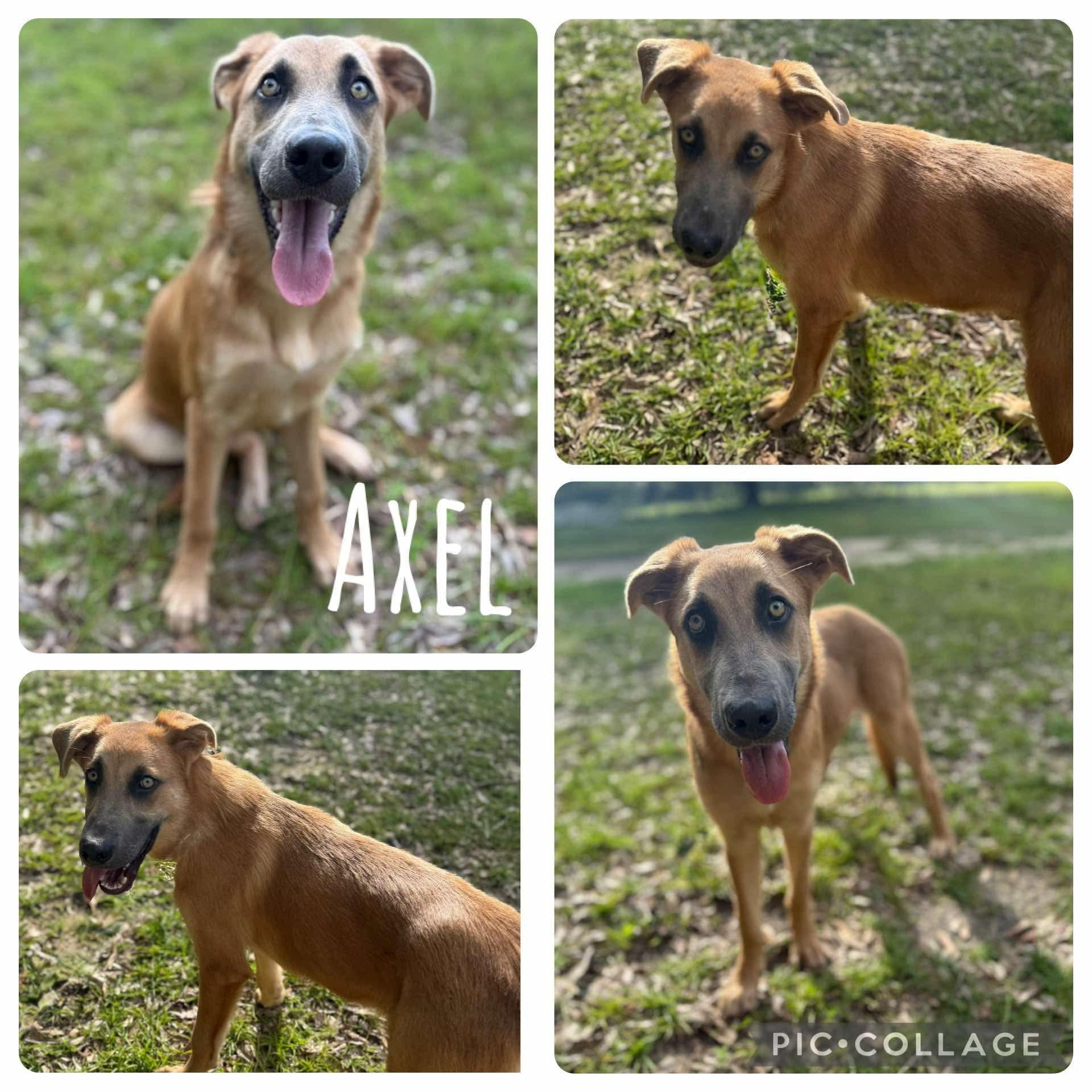 Axel