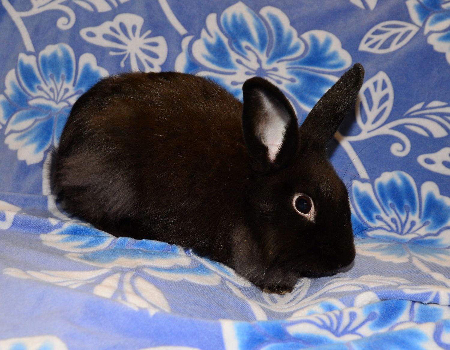 Saunders, Adoptable, Young Male Lionhead.
