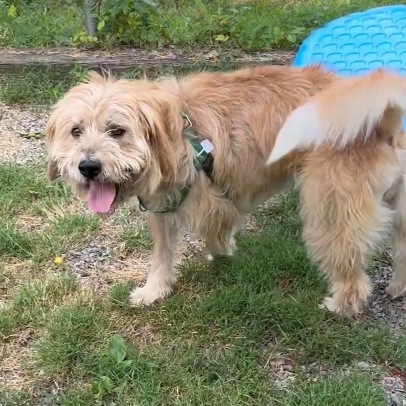 Benji, Adoptable, Adult Male Poodle & Mixed Breed.