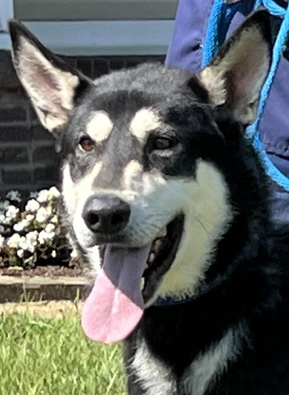Bojangles " Handsome and Smart", a Adoptable mixed breed in Newington, CT image 2/6
