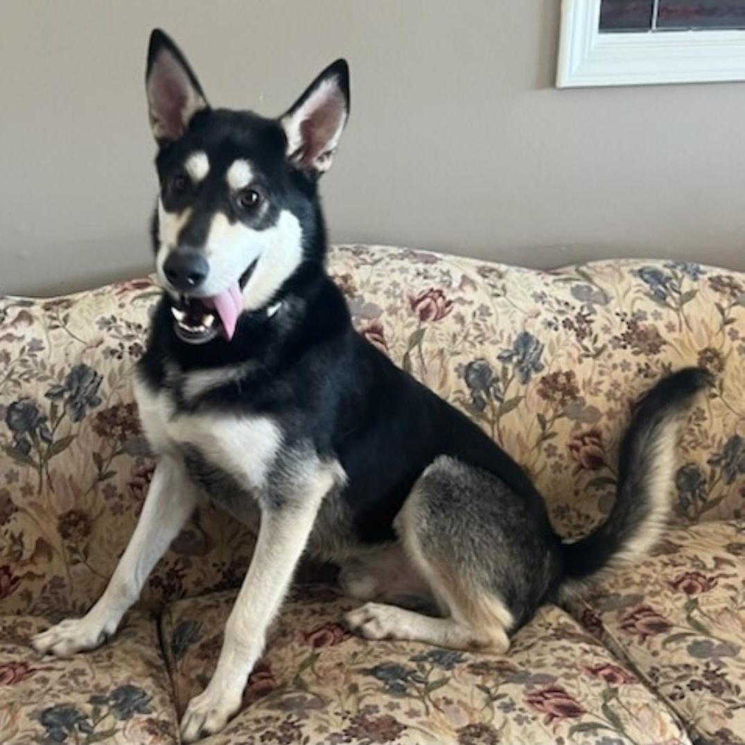 Bojangles " Handsome and Smart", a Adoptable mixed breed in Newington, CT image 6/6