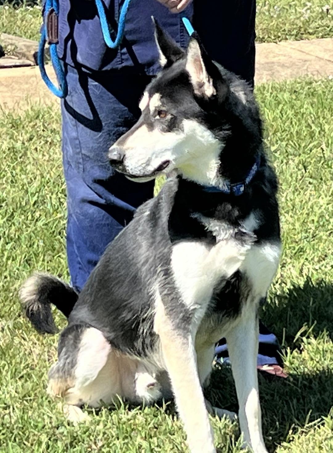 Bojangles " Handsome and Smart", a Adoptable mixed breed in Newington, CT image 3/6