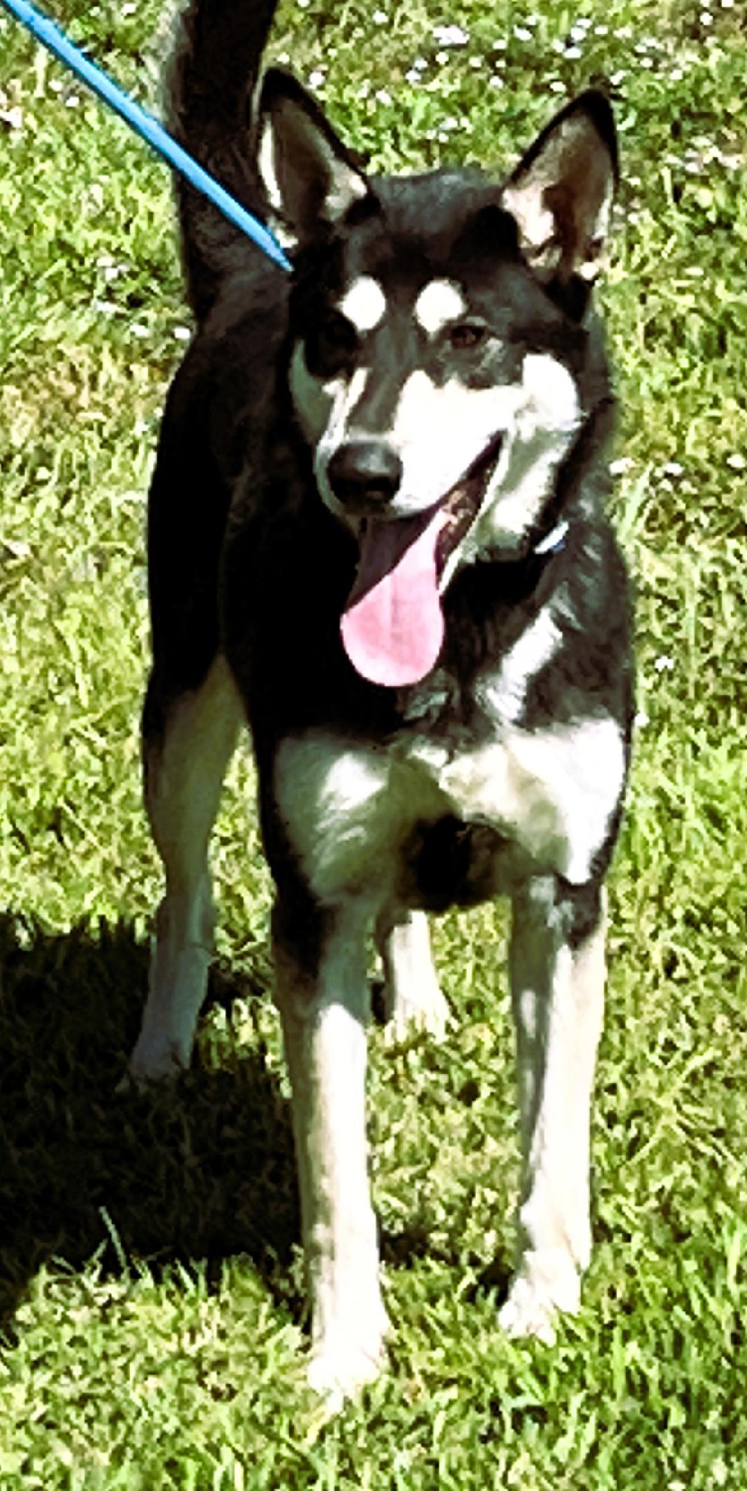 Bojangles " Handsome and Smart", a Adoptable mixed breed in Newington, CT image 4/6