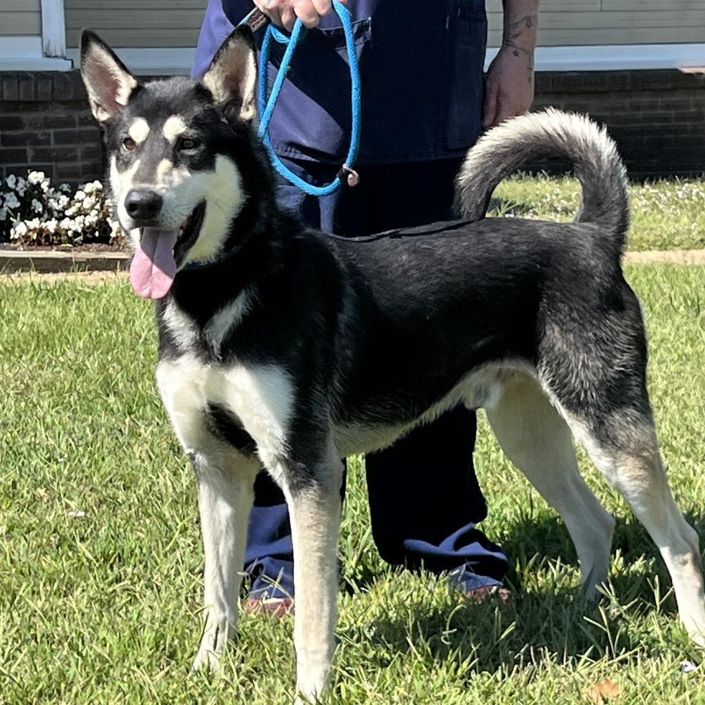 Bojangles " Handsome and Smart", a Adoptable mixed breed in Newington, CT image 1/6