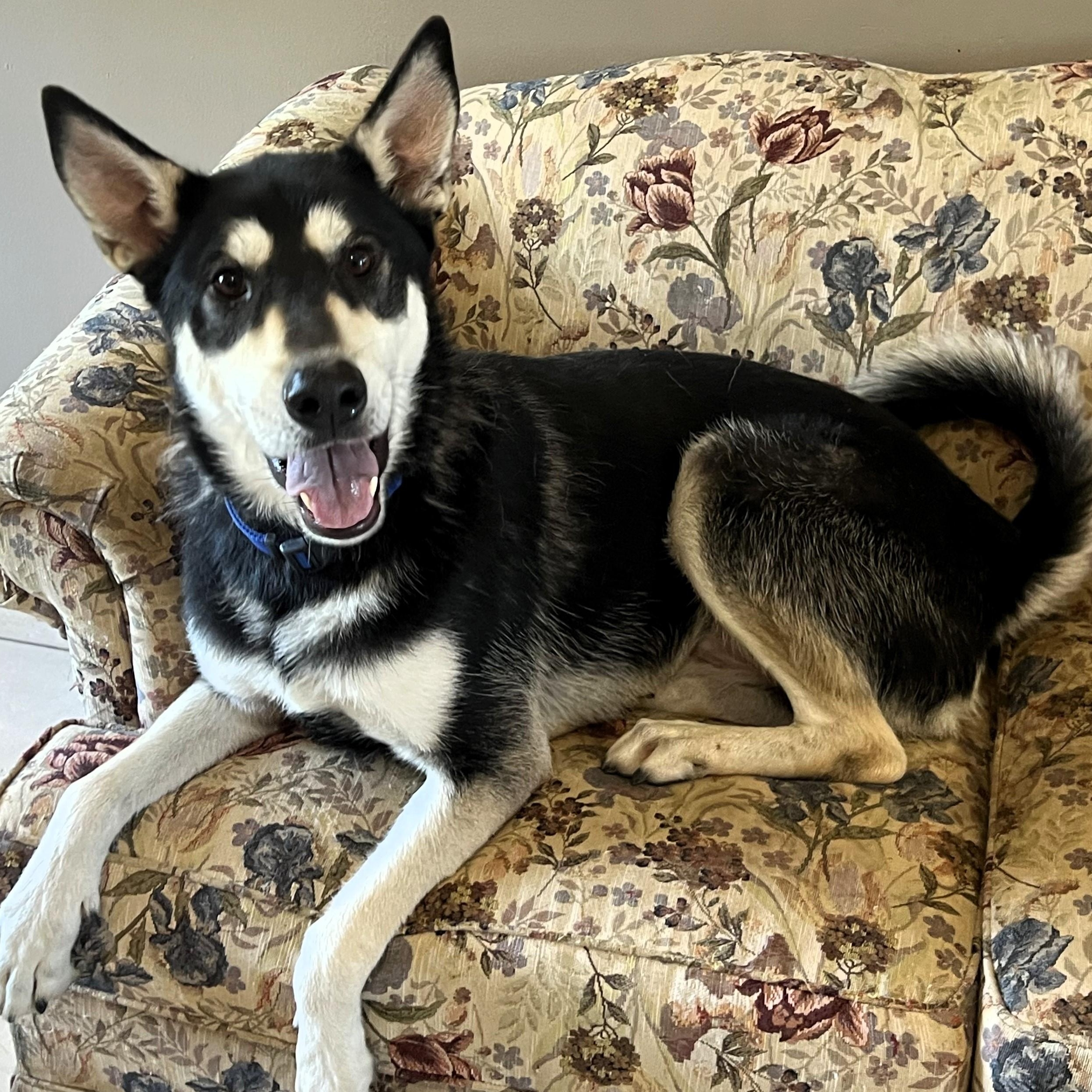 Bojangles " Handsome and Smart", a Adoptable mixed breed in Newington, CT image 5/6