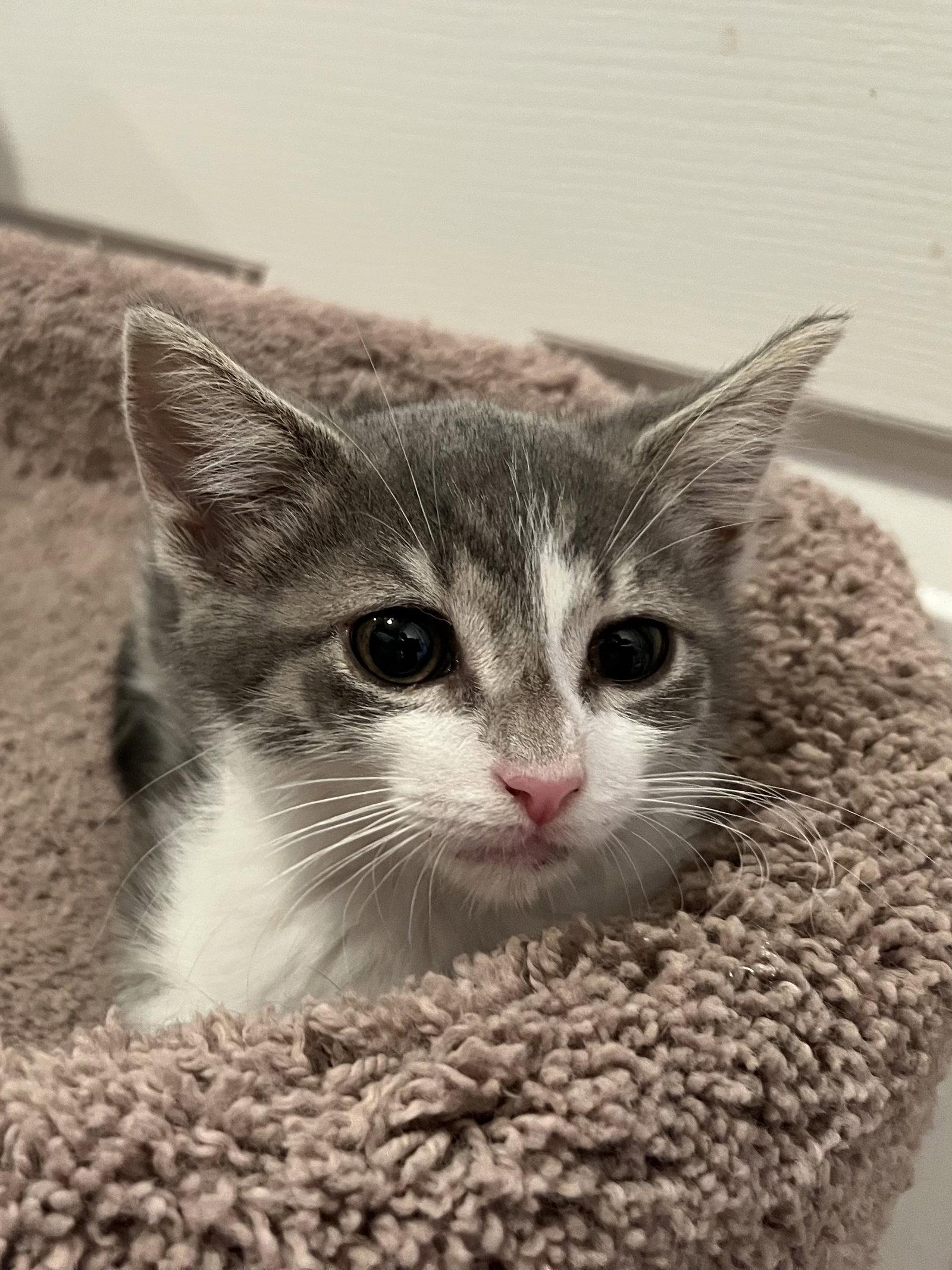 Enlarge Milkshake, a Adopted mixed breed in Walnut Creek, CA image 1/2
