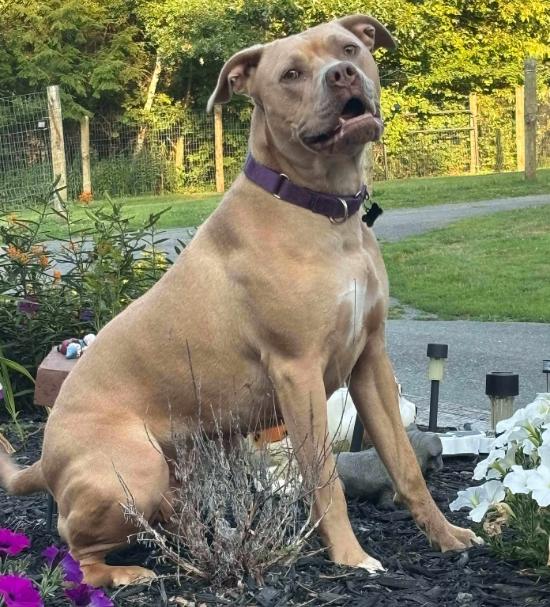 Enlarge Opal (3 Years Old), a Adoptable mixed breed in Albany, NY image 1/2