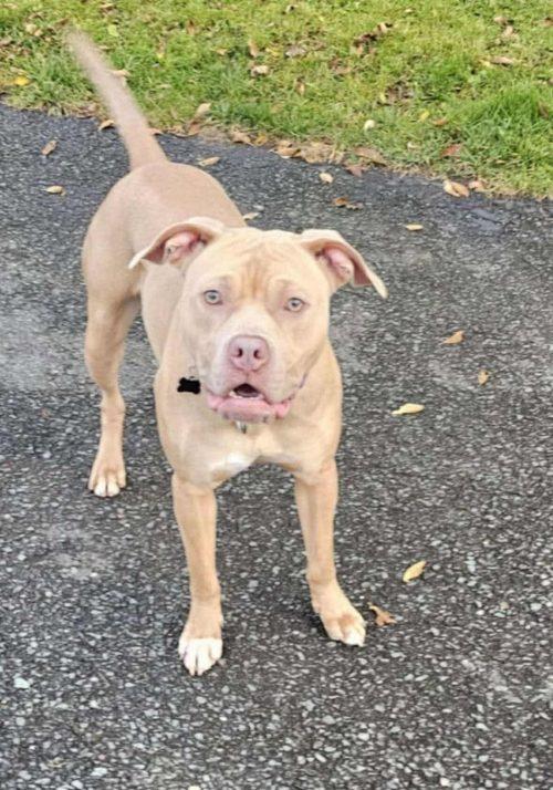 Enlarge Opal (3 Years Old), a Adoptable mixed breed in Albany, NY image 2/2