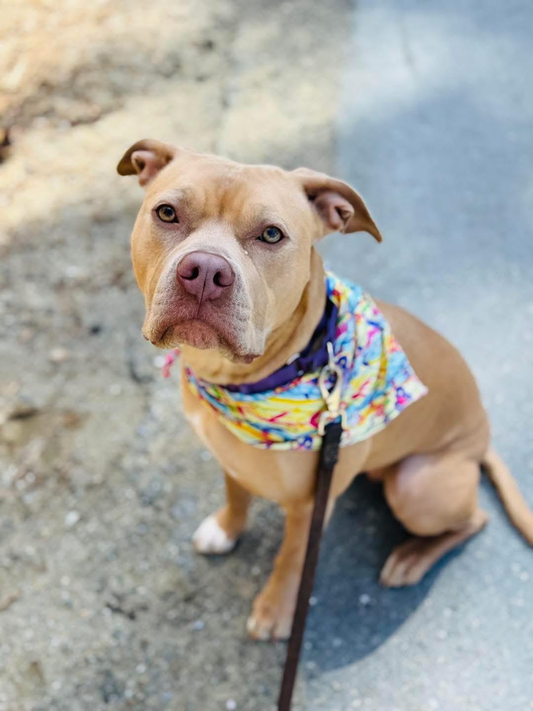 Enlarge Opal (5 Years Old), a Adoptable mixed breed in Albany, NY image 1/3