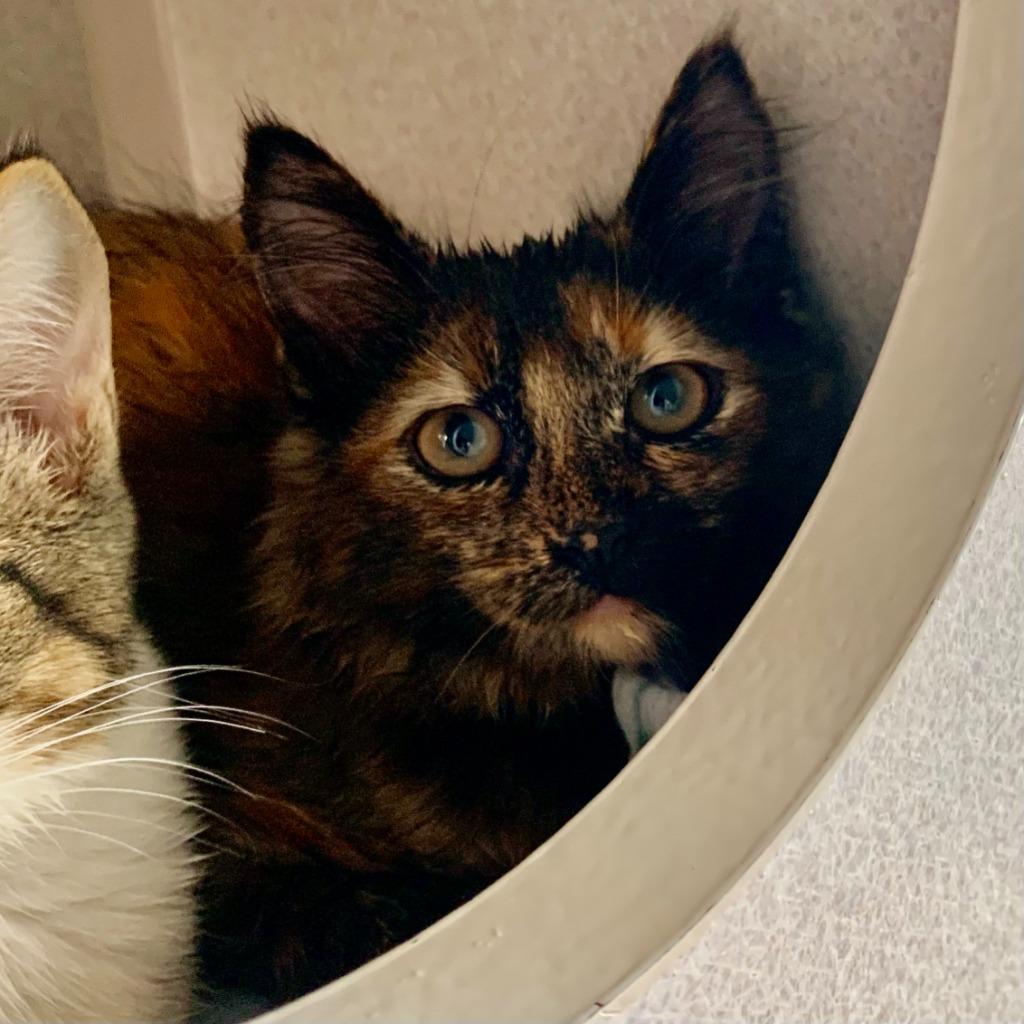 Mango (and Pono), Adoptable, Kitten Female Domestic Long Hair.