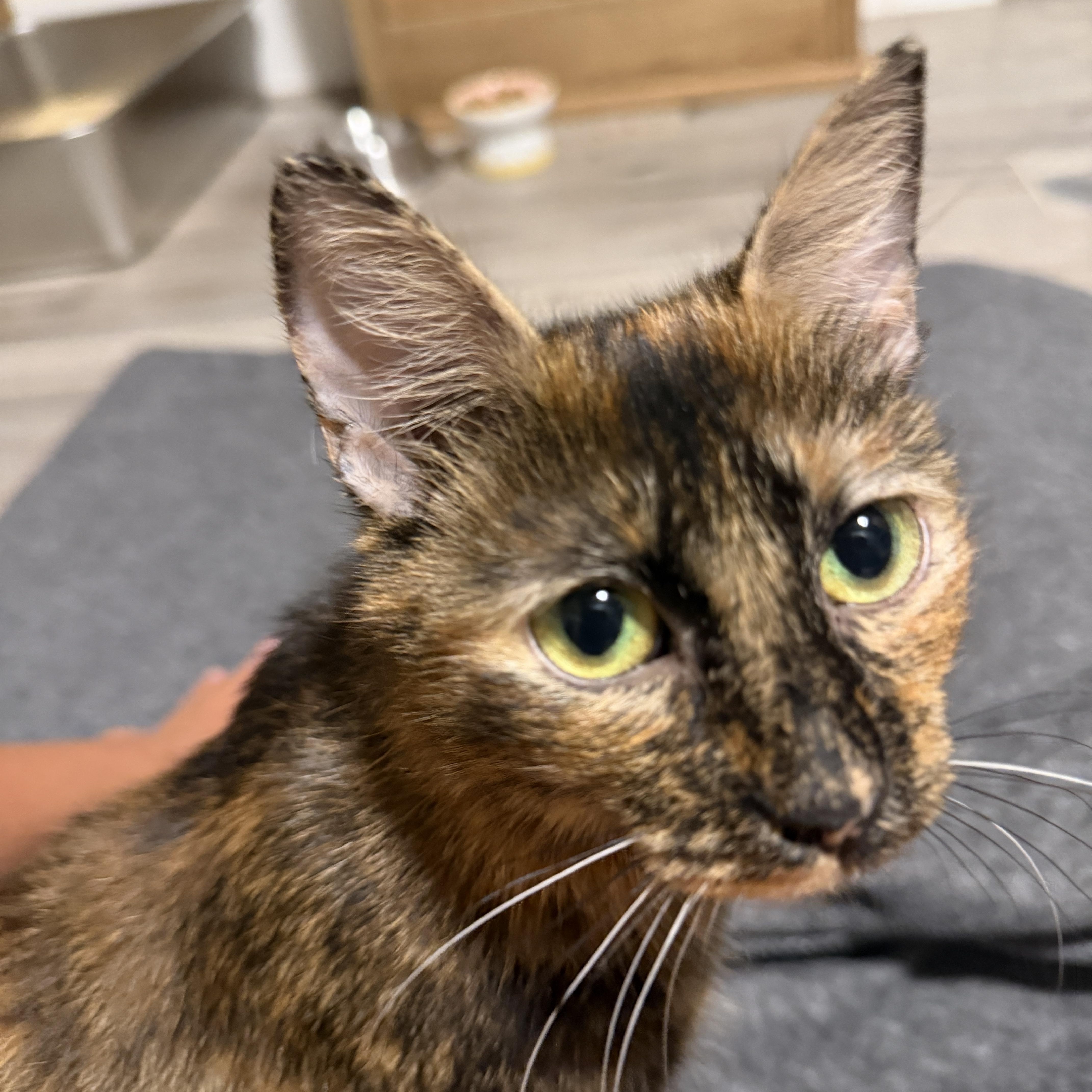Nesta, Adoptable, Kitten Female Domestic Short Hair.