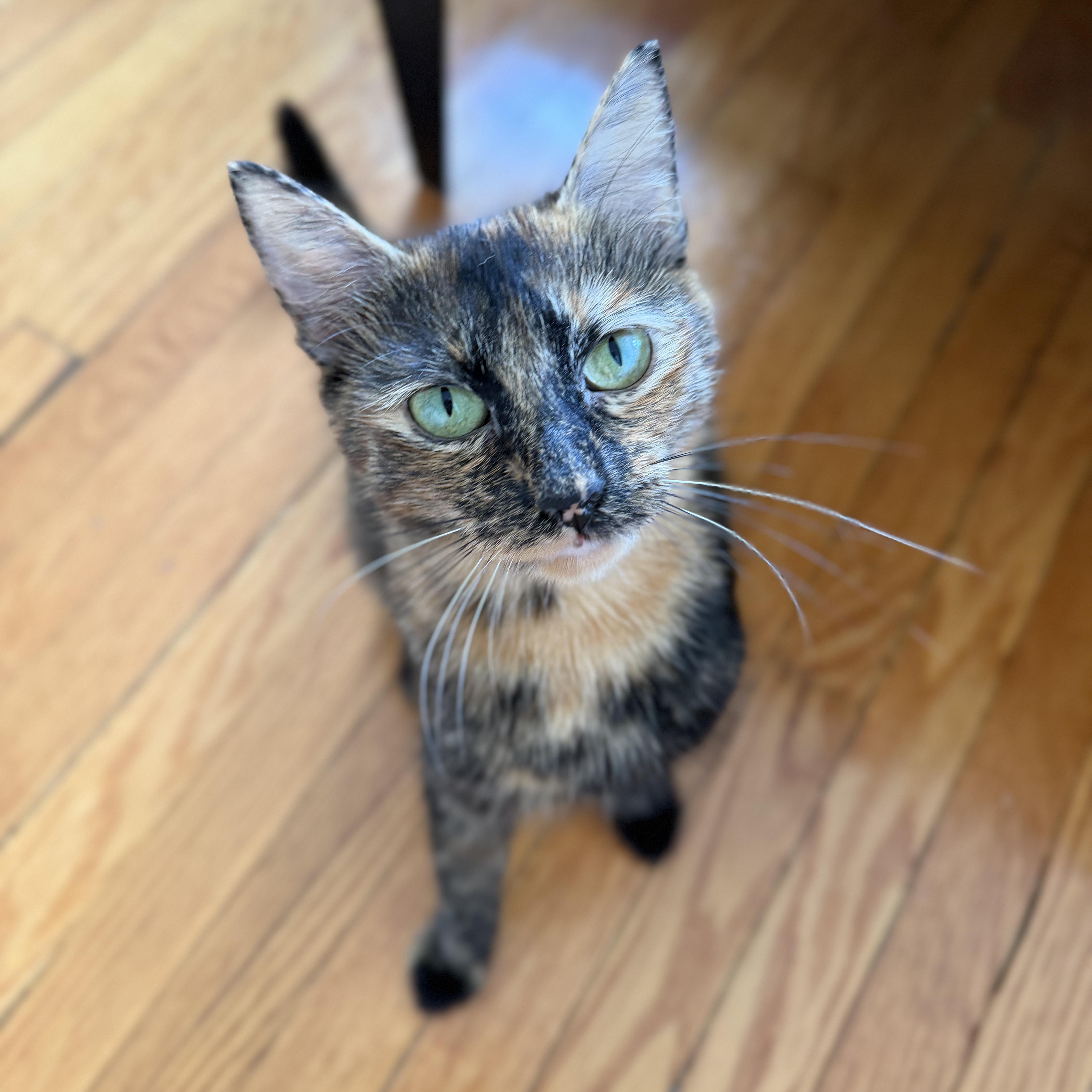 Enlarge Nesta, a Adopted Domestic Short Hair in Roanoke, VA image 1/1