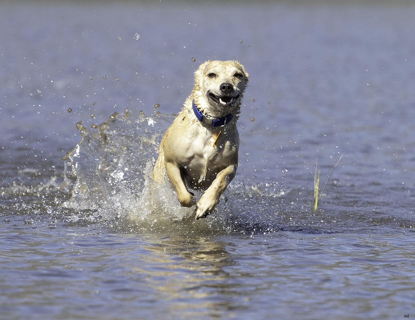 Walnut, a ADOPTABLE mixed breed in Washoe Valley, NV image 1/6