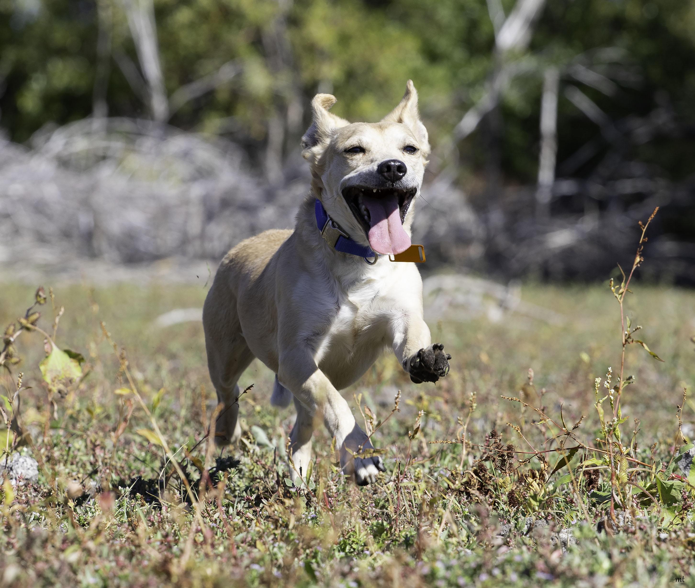 Walnut, a ADOPTABLE mixed breed in Washoe Valley, NV image 6/6