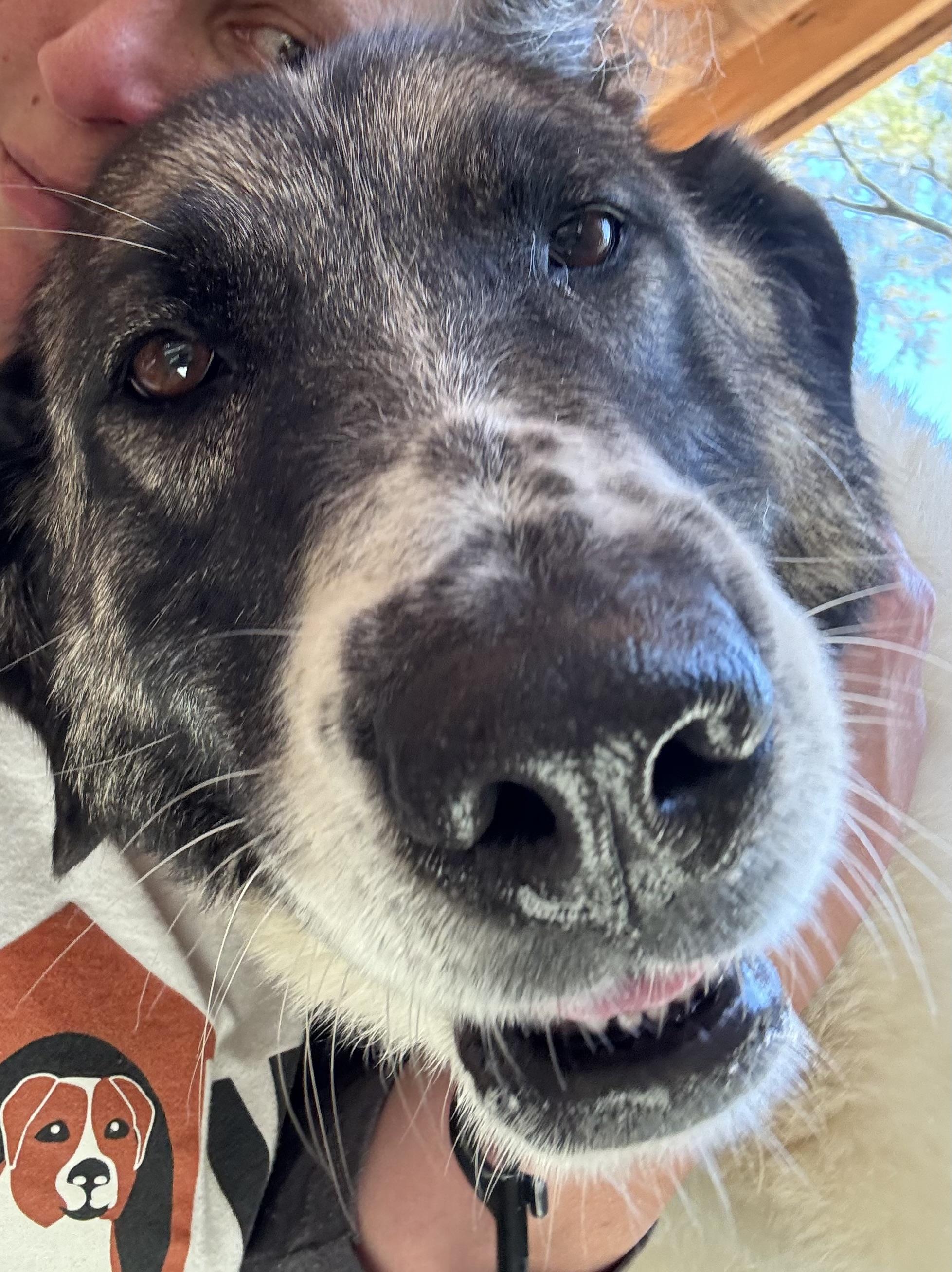 Zelda, Adoptable, Adult Female Anatolian Shepherd & Maremma Sheepdog.