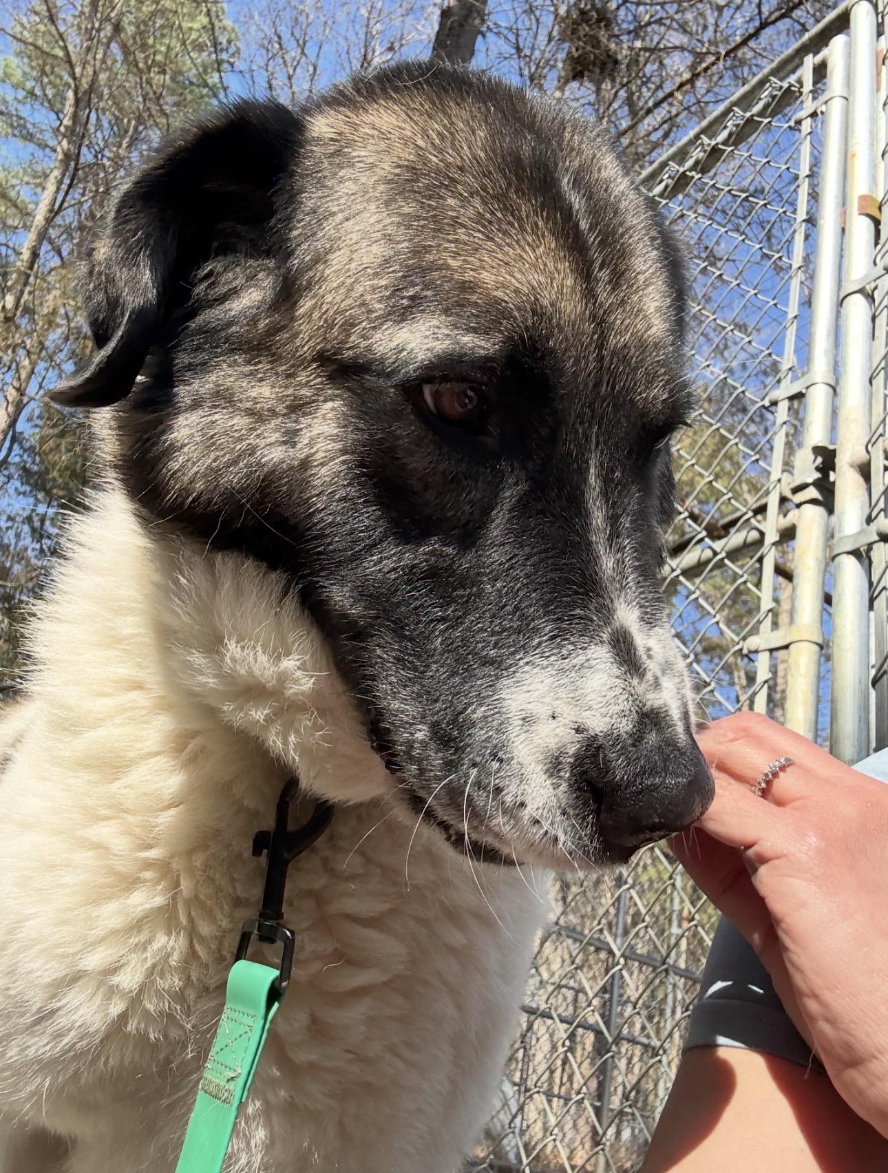 Zelda, a Adoptable mixed breed in Richmond, VA image 2/3