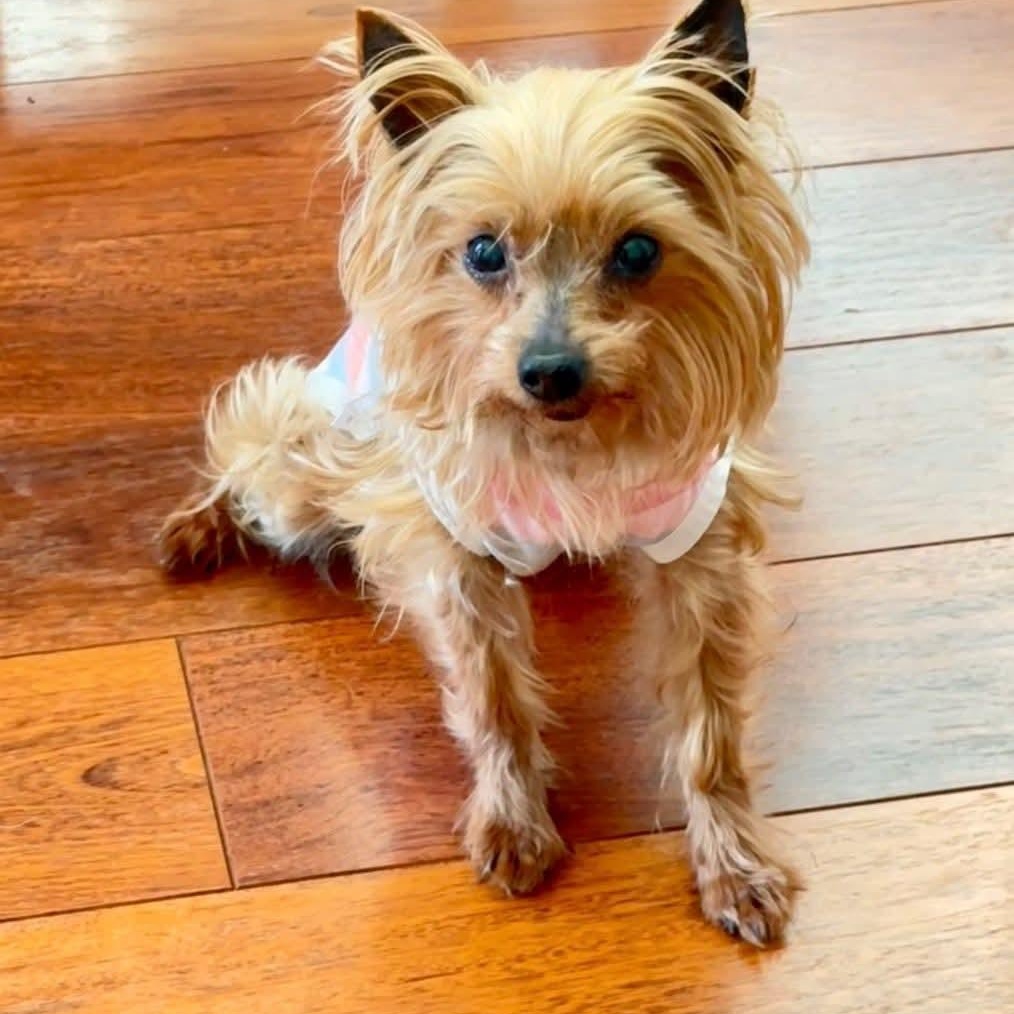 Enlarge Ginger Snap, an adoptable Yorkshire Terrier in Mount Bethel, PA image 1/5