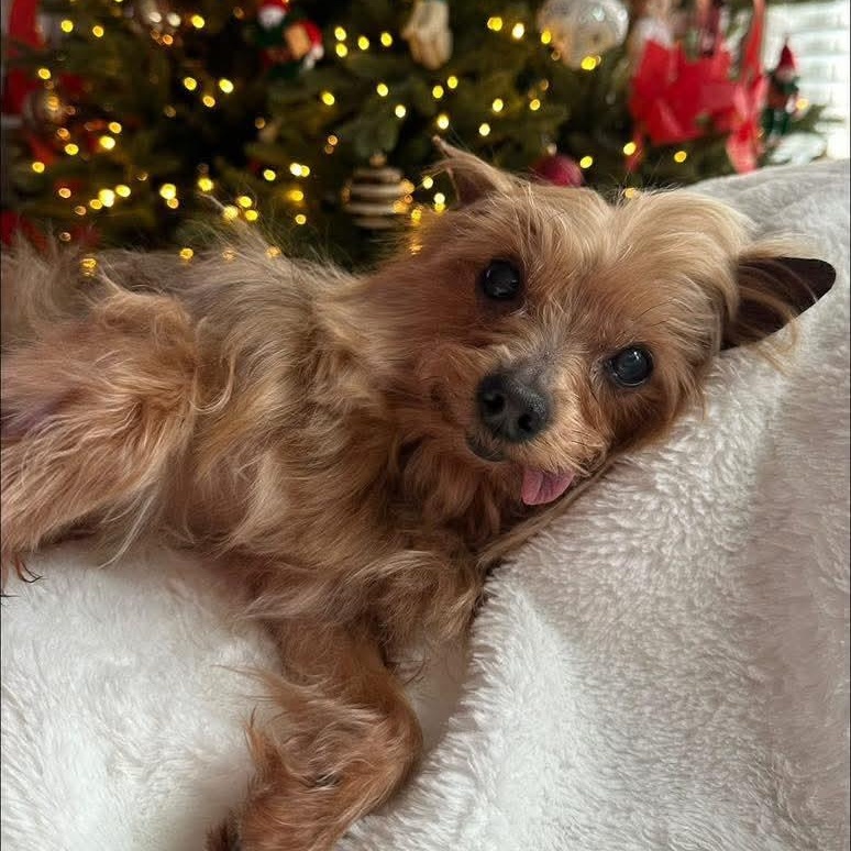 Enlarge Ginger Snap, an adoptable Yorkshire Terrier in Mount Bethel, PA image 2/5