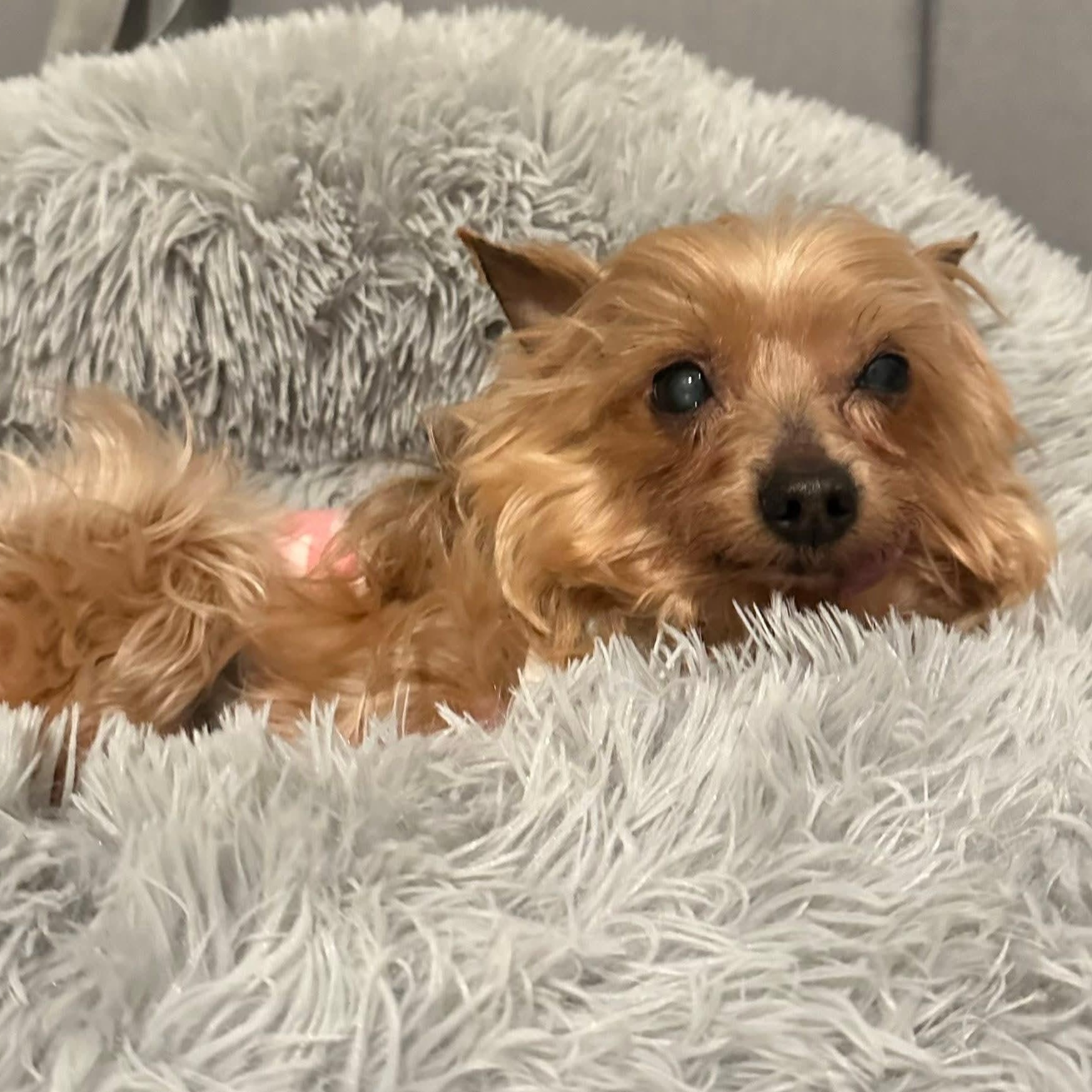 Enlarge Ginger Snap, an adoptable Yorkshire Terrier in Mount Bethel, PA image 4/5