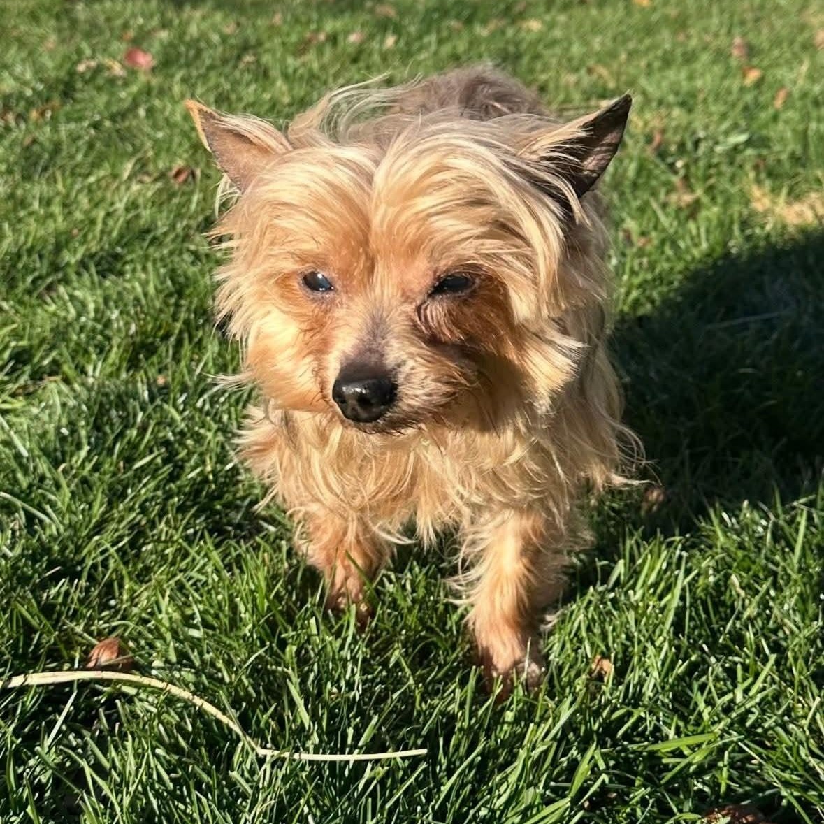 Enlarge Ginger Snap, an adoptable Yorkshire Terrier in Mount Bethel, PA image 5/5