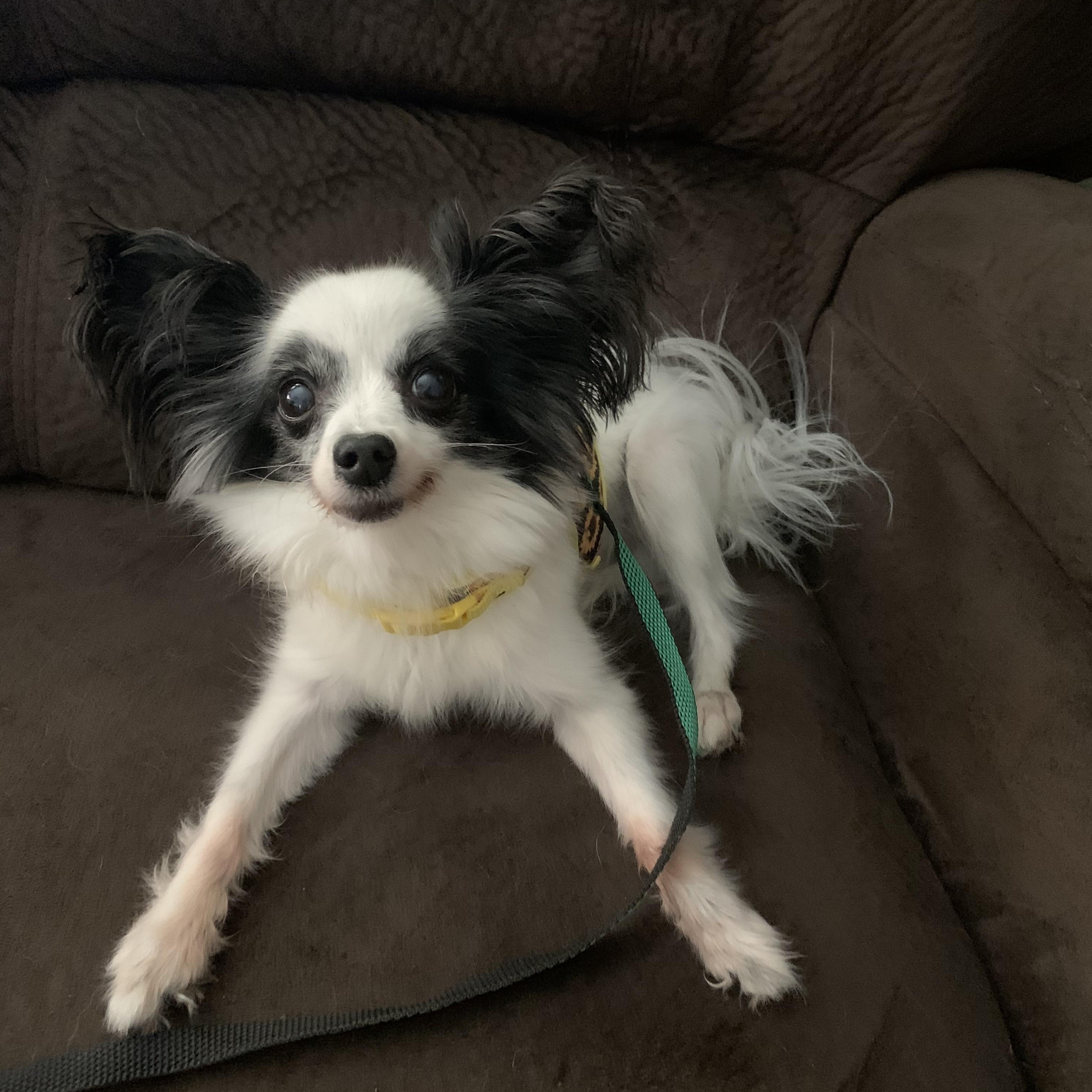 Enlarge Gravy, an adopted Papillon in Dayton, OH image 1/4