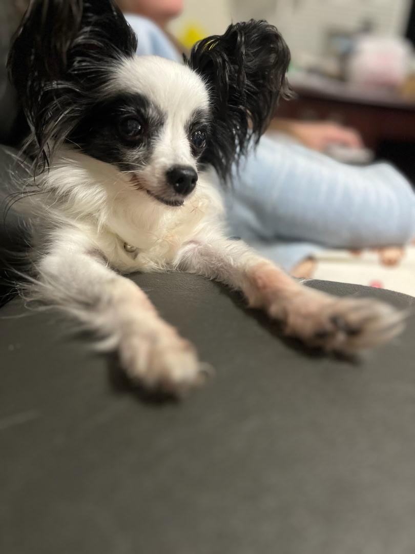 Enlarge Gravy, an adopted Papillon in Dayton, OH image 4/4
