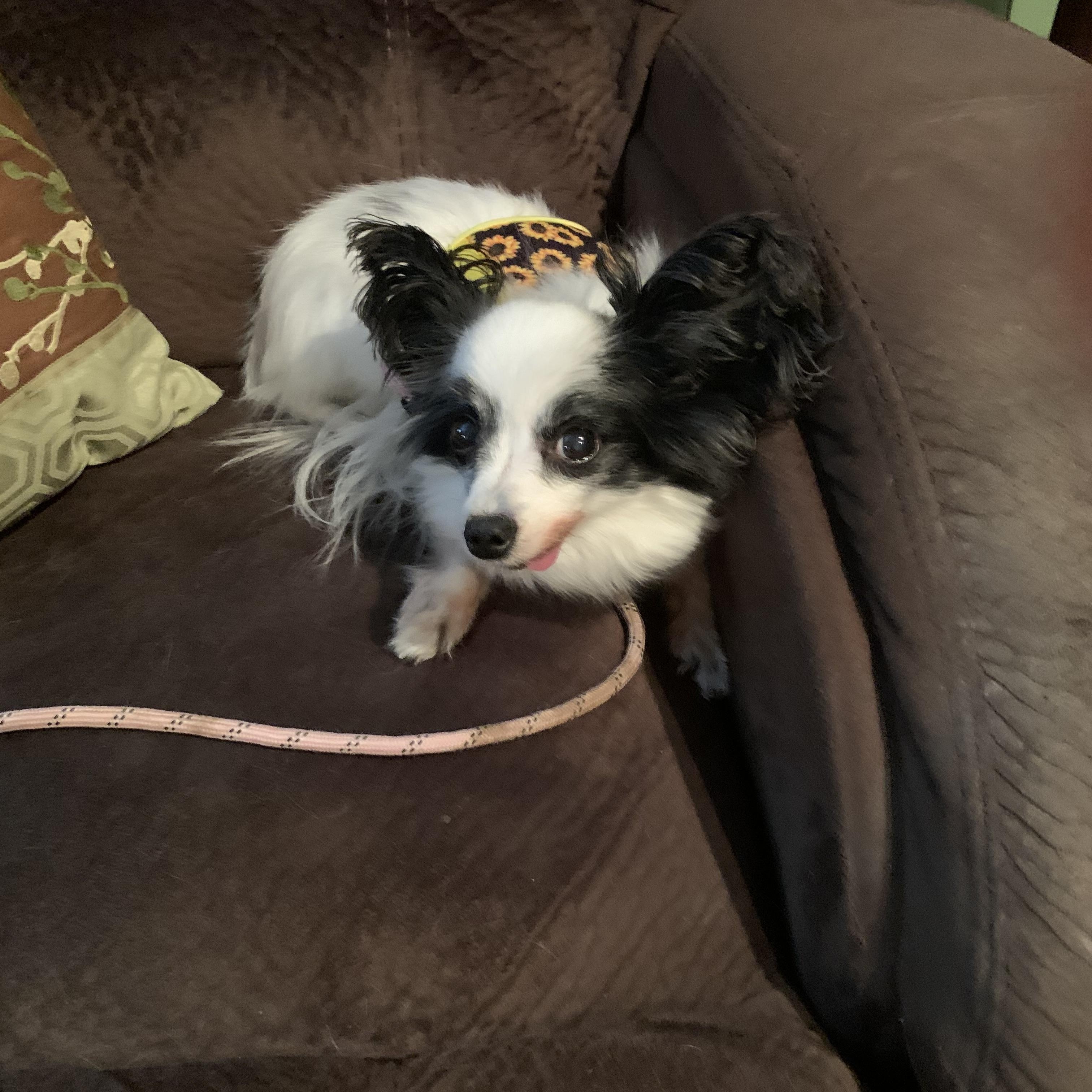 Enlarge Gravy, an adopted Papillon in Dayton, OH image 2/4